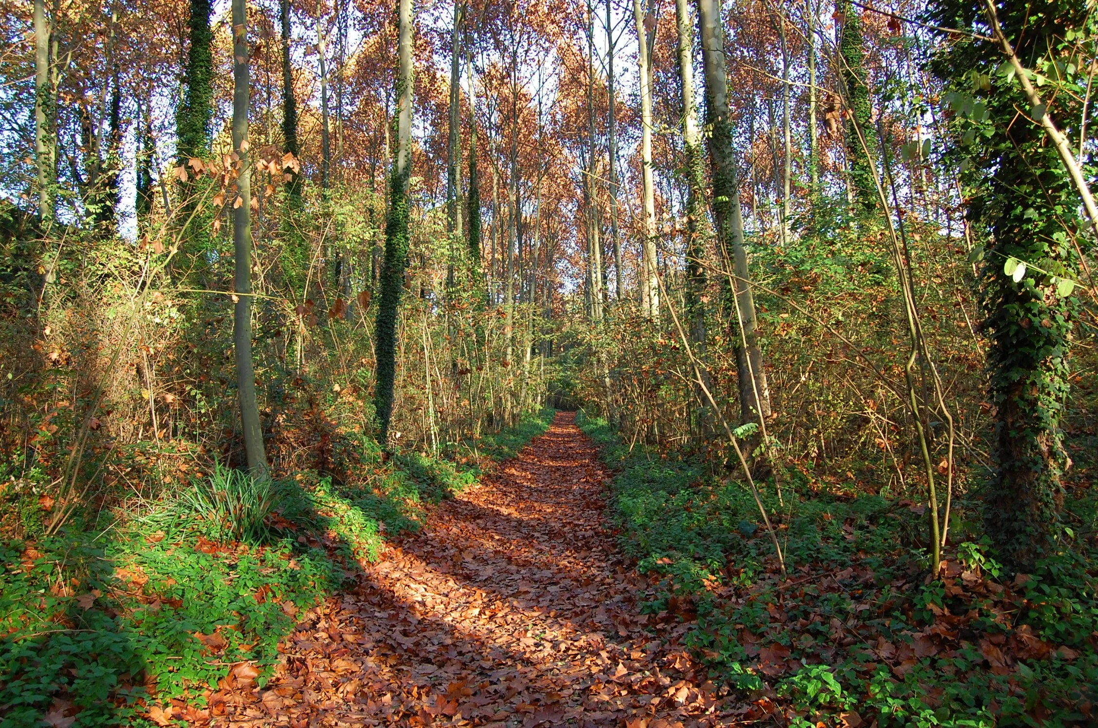 Sendero de la Tourdera entre árboles junto a la Tordera, en el tramo de las Palautorderas