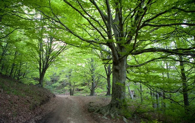 Camino de tierra entre árboles de hojas verdes en los bosques del entorno de Viladrau