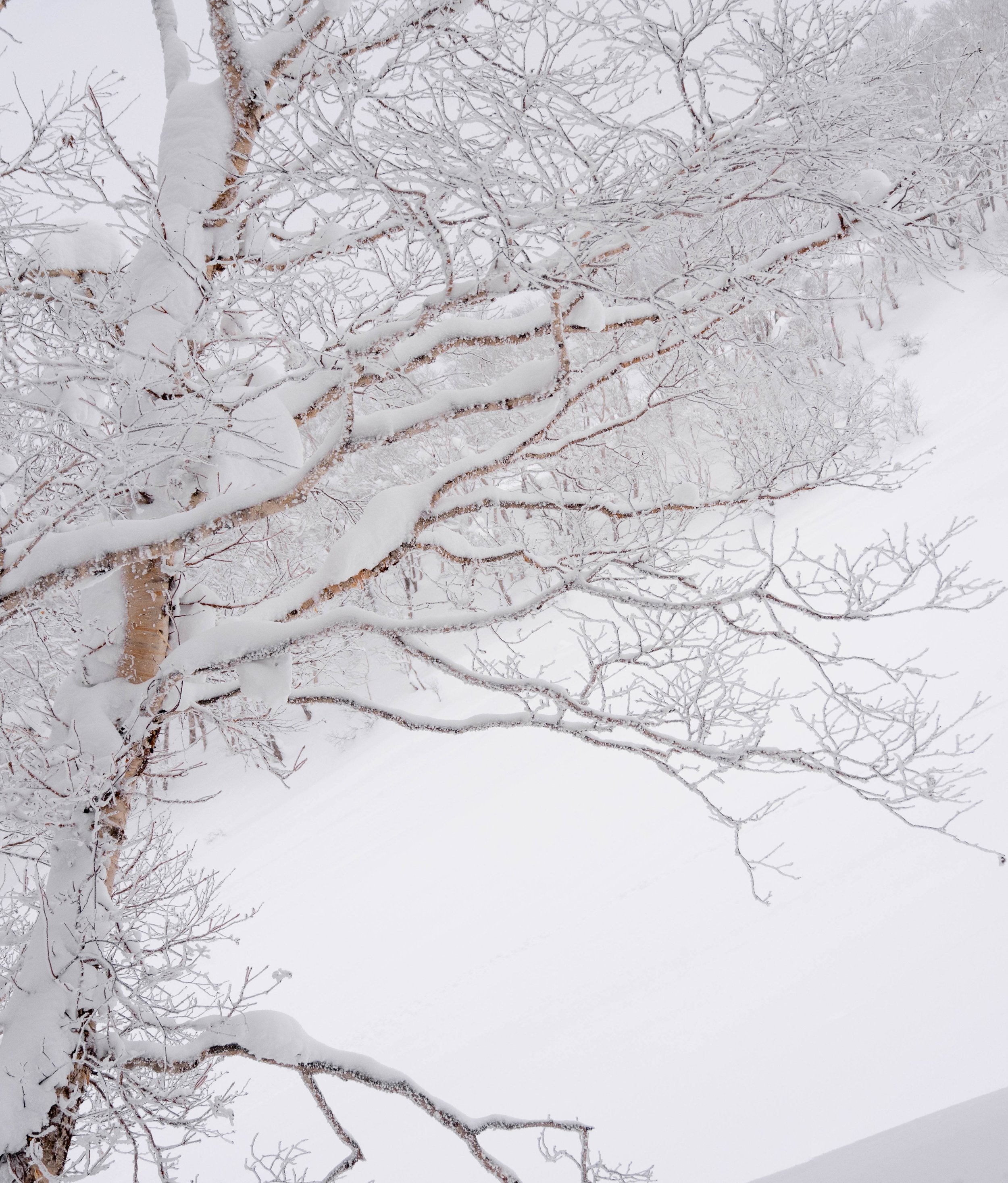 _ARD0285-Pano.jpg