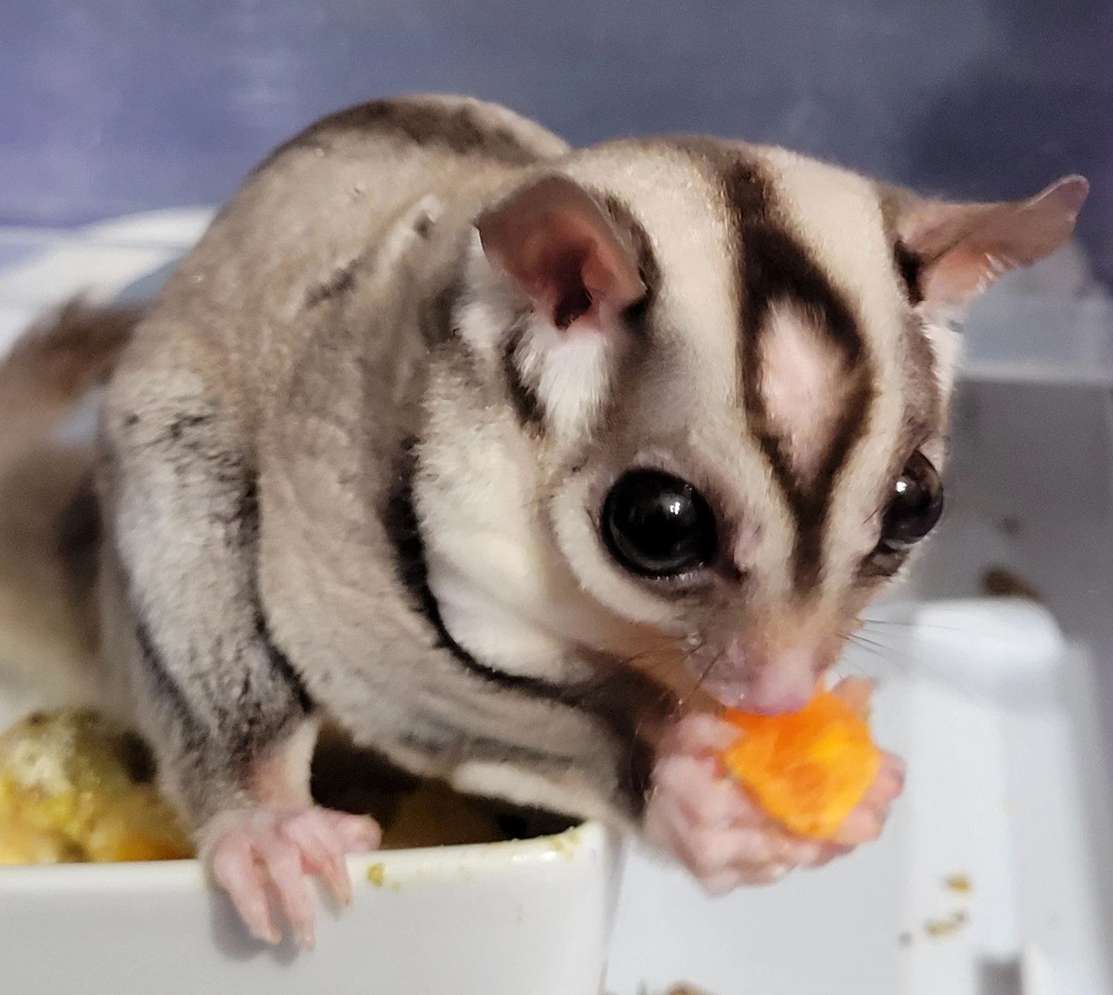 🐾 Benji’s Stand-Alone Story | Lessons from a Lone Glider