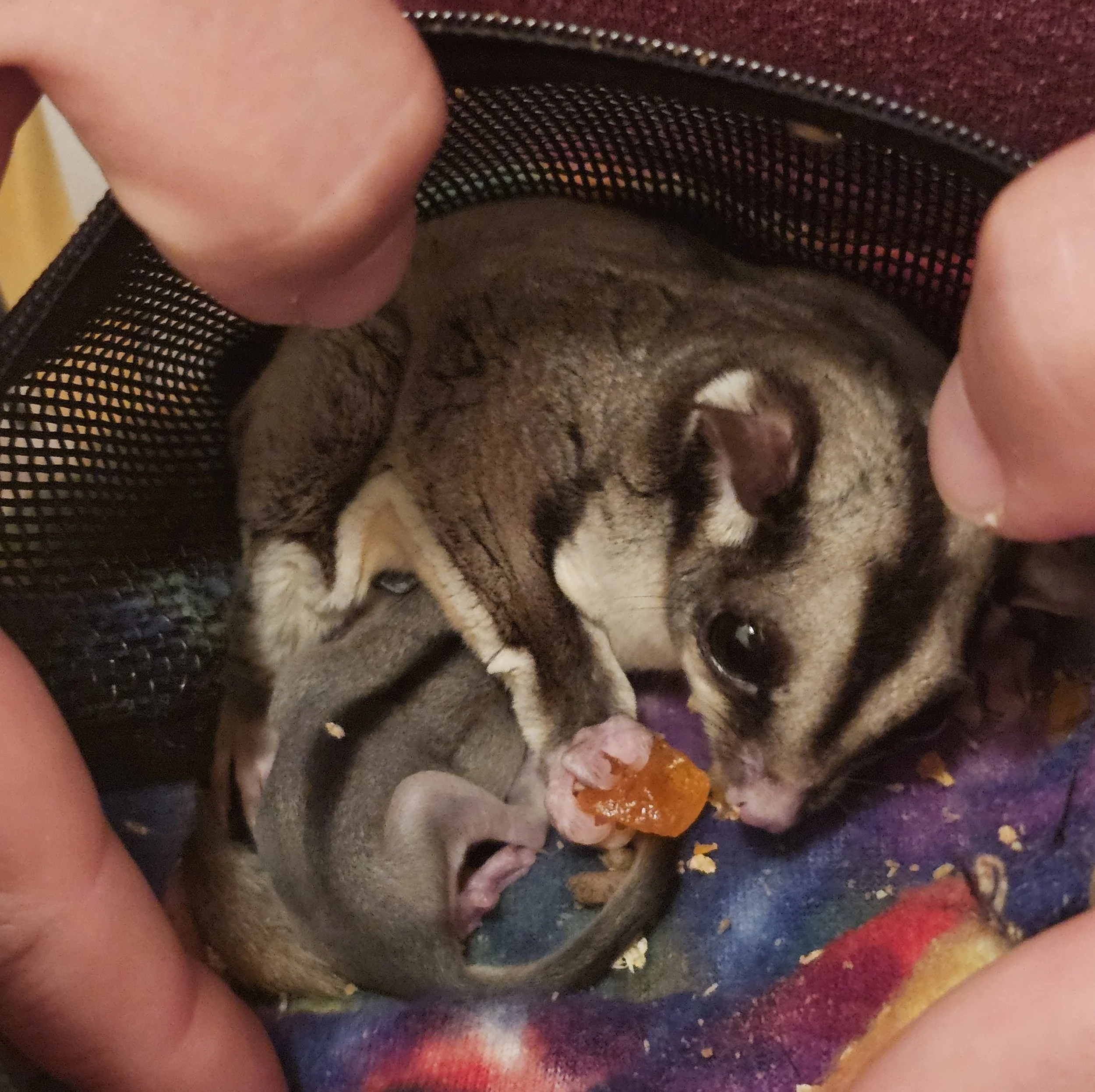 Mama and Junior in the bonding pouch, both having a snack