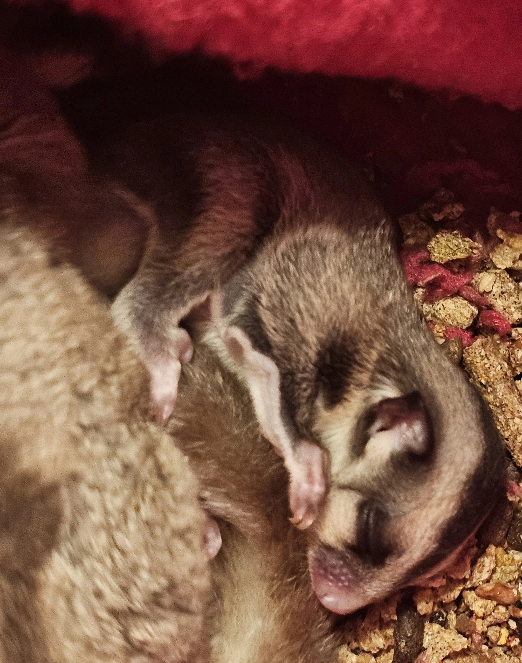 Baby Mini in pouch with parents (we had been trying not to disturb these parents at all while baby was younger, we’ve learned better since then!)