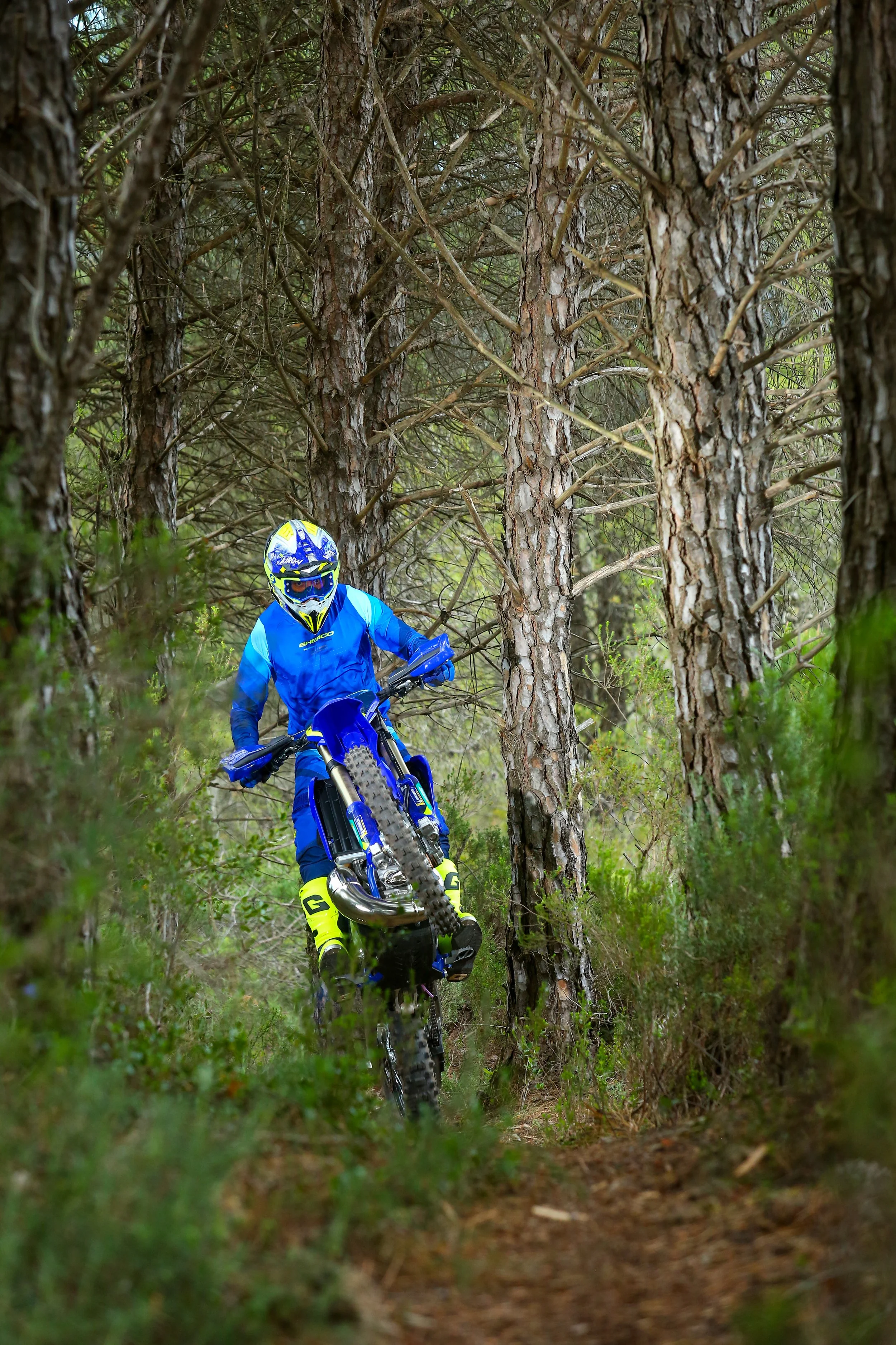 A Sherco rider focused down the trial as he pulls a wheelie through the trees.