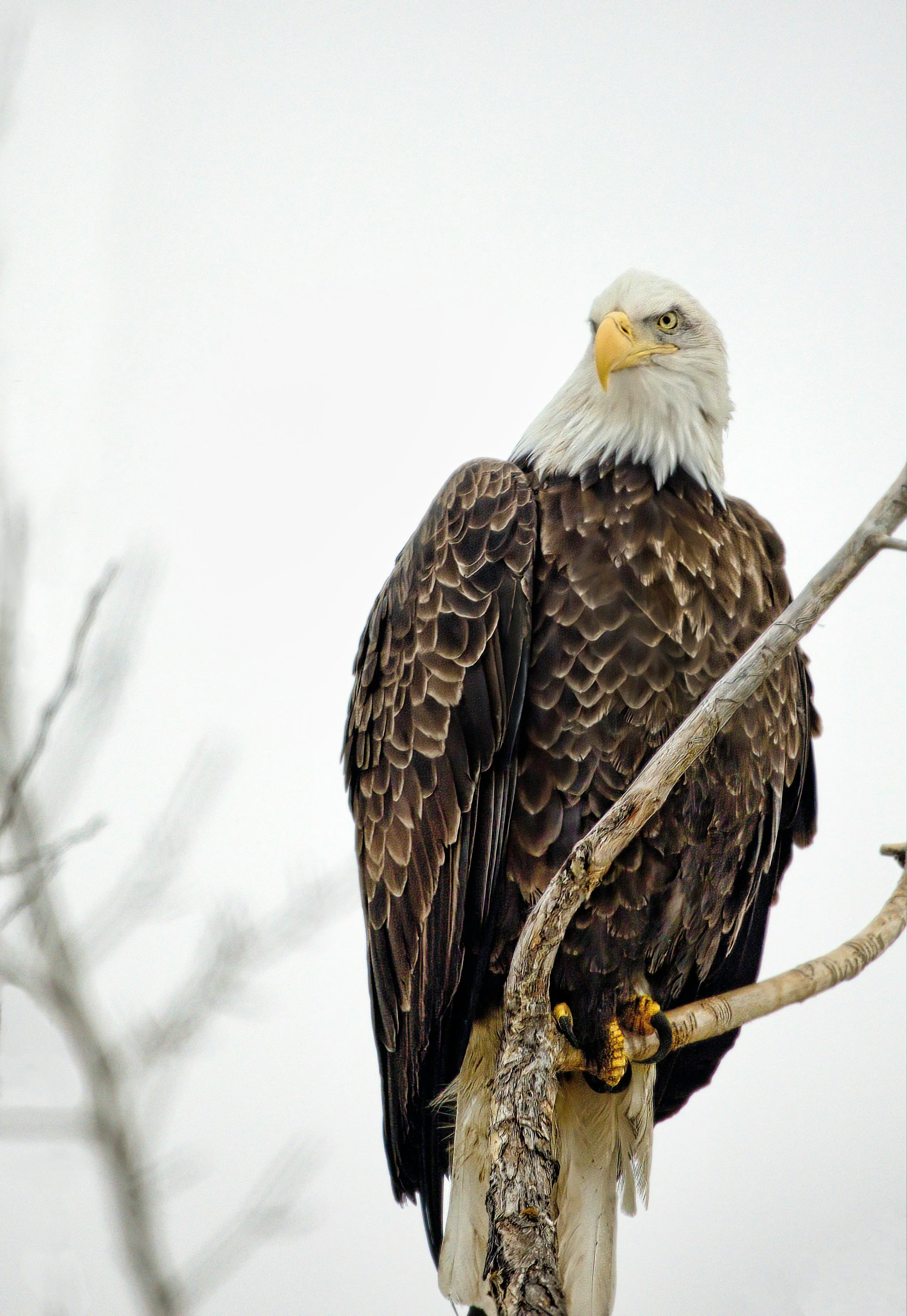 Close-up of a bald eagle's head with white feathers, yellow beak, and piercing eyes.