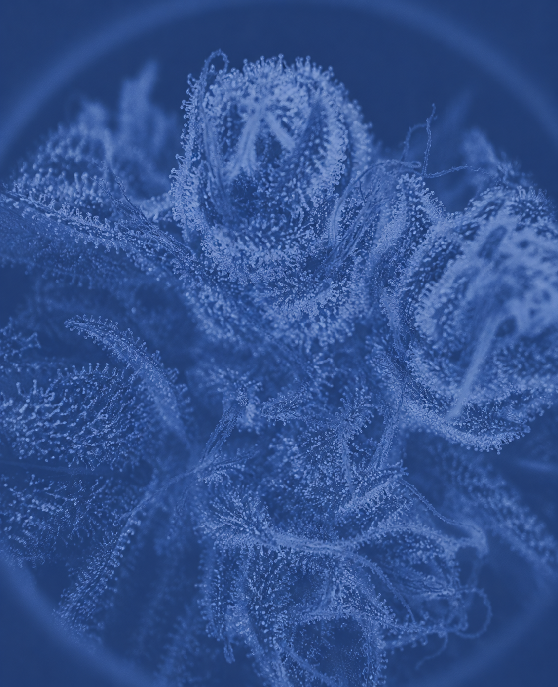 Close-up of a cannabis plant's trichomes showing white crystal-like structures on green plant leaves.