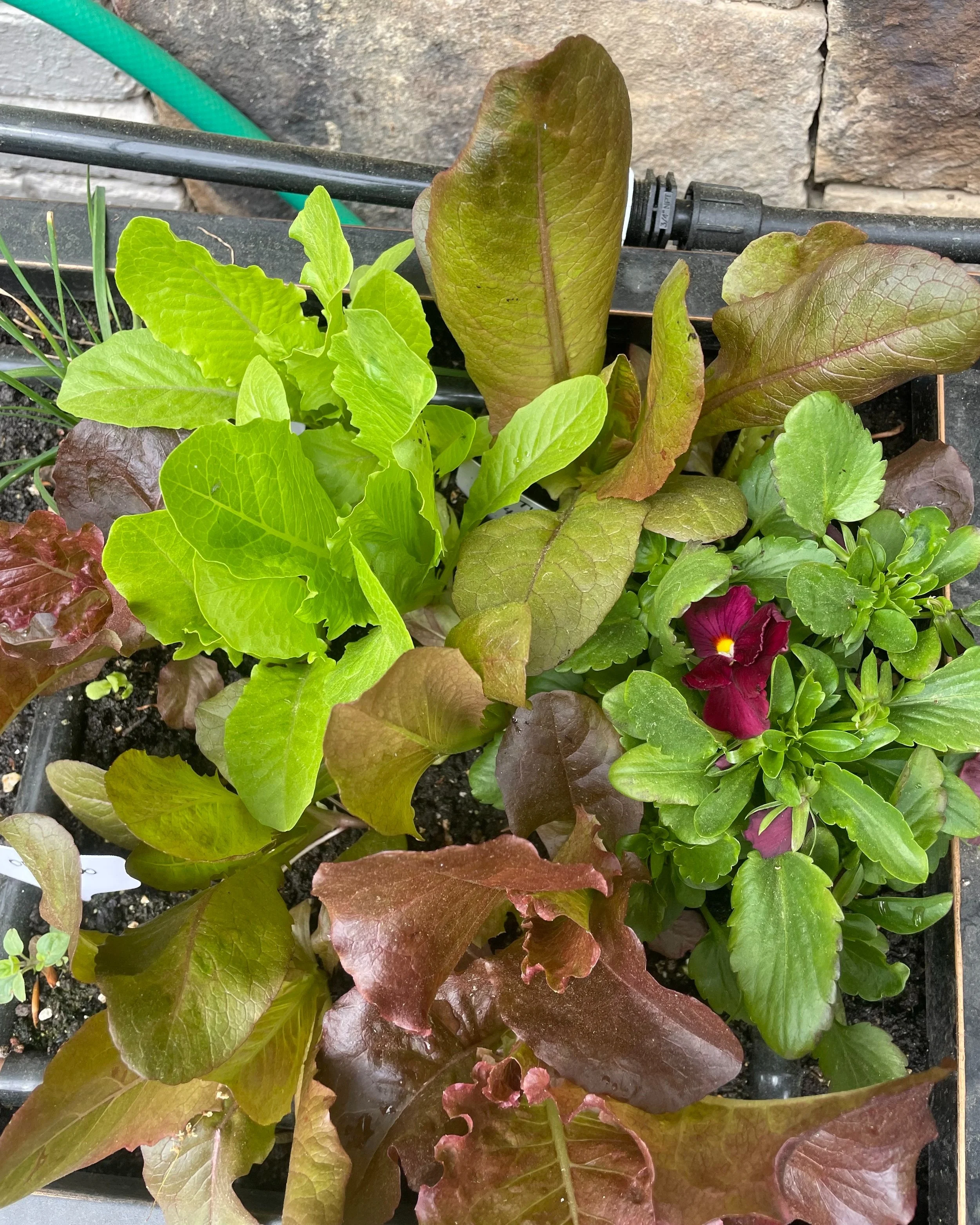 Diverse planting in a container garden