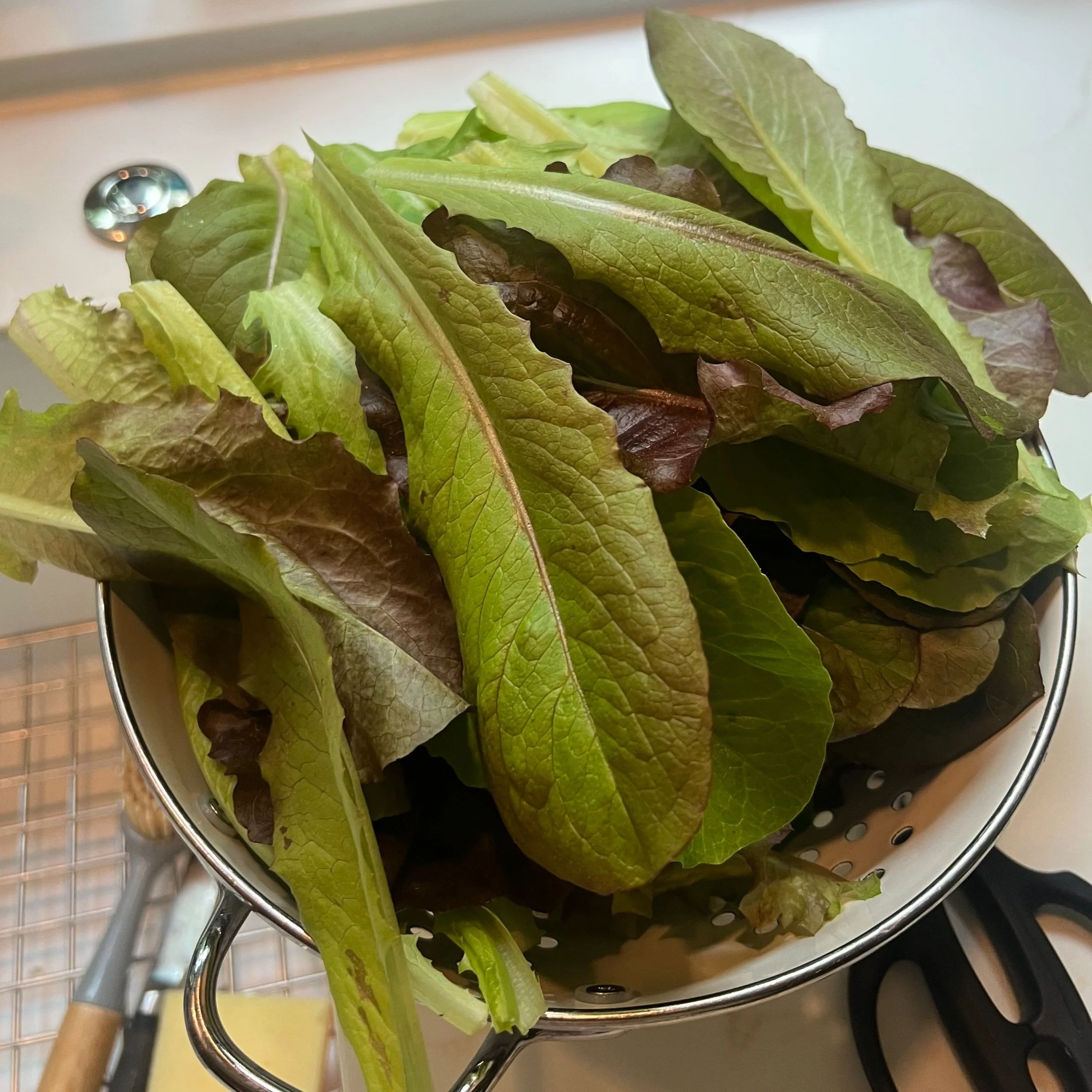 Fresh tender lettuce from a container garden