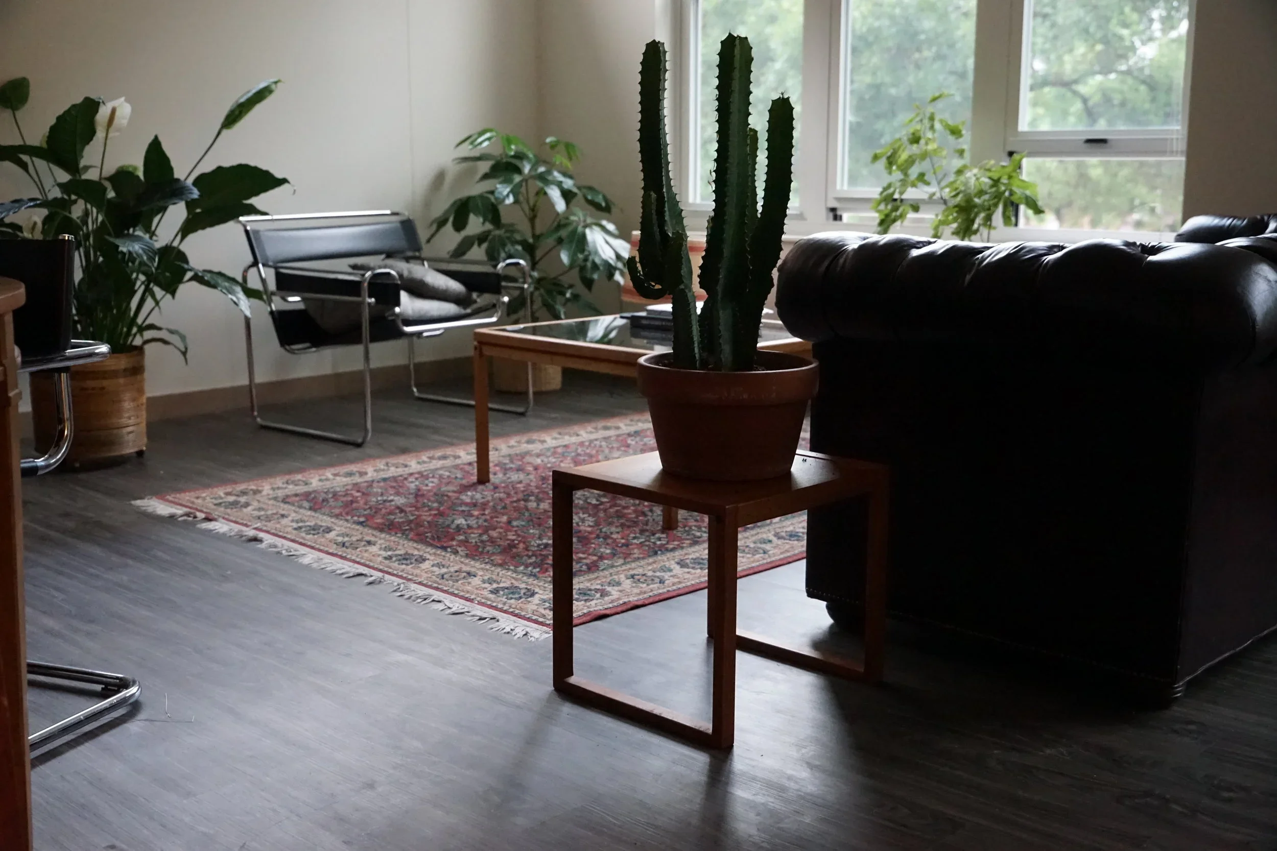 Living room with large window, cactus plant in a pot on a small wooden table, black leather sofa, patterned area rug, and several indoor plants.