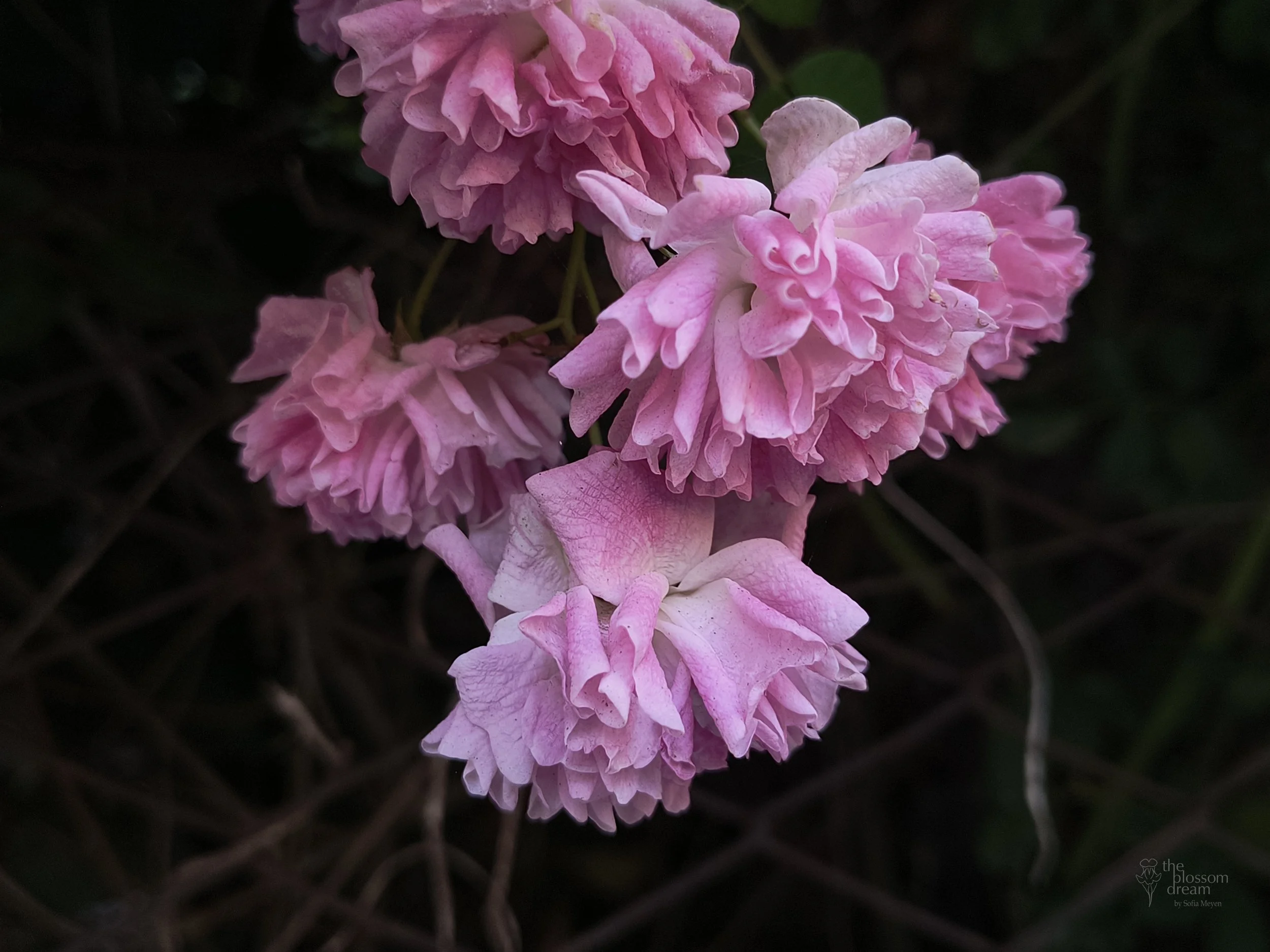 Rose - rosa rubiginosa - Amara 12.6 logo.jpg