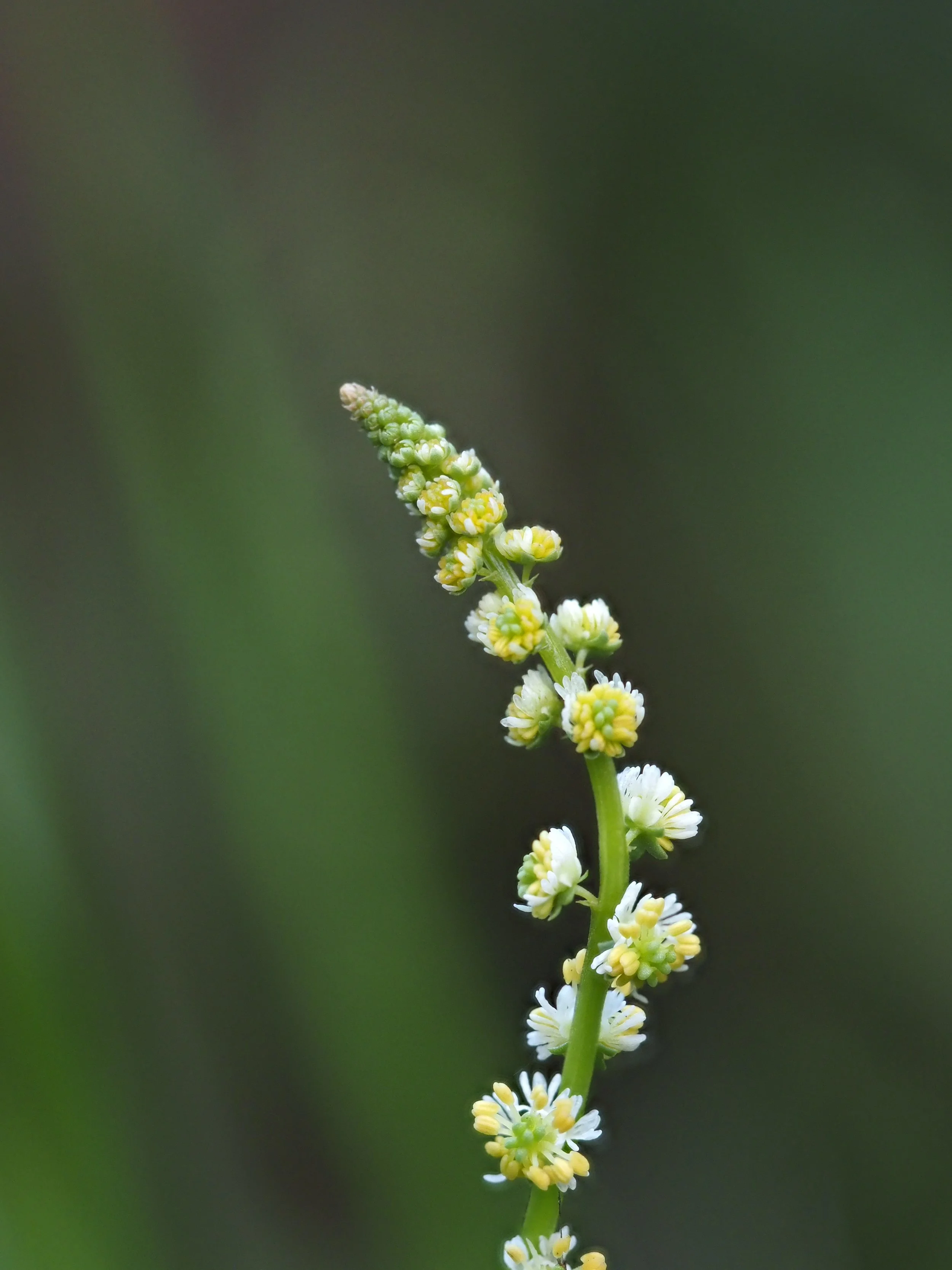 spiral miniature 3.JPG