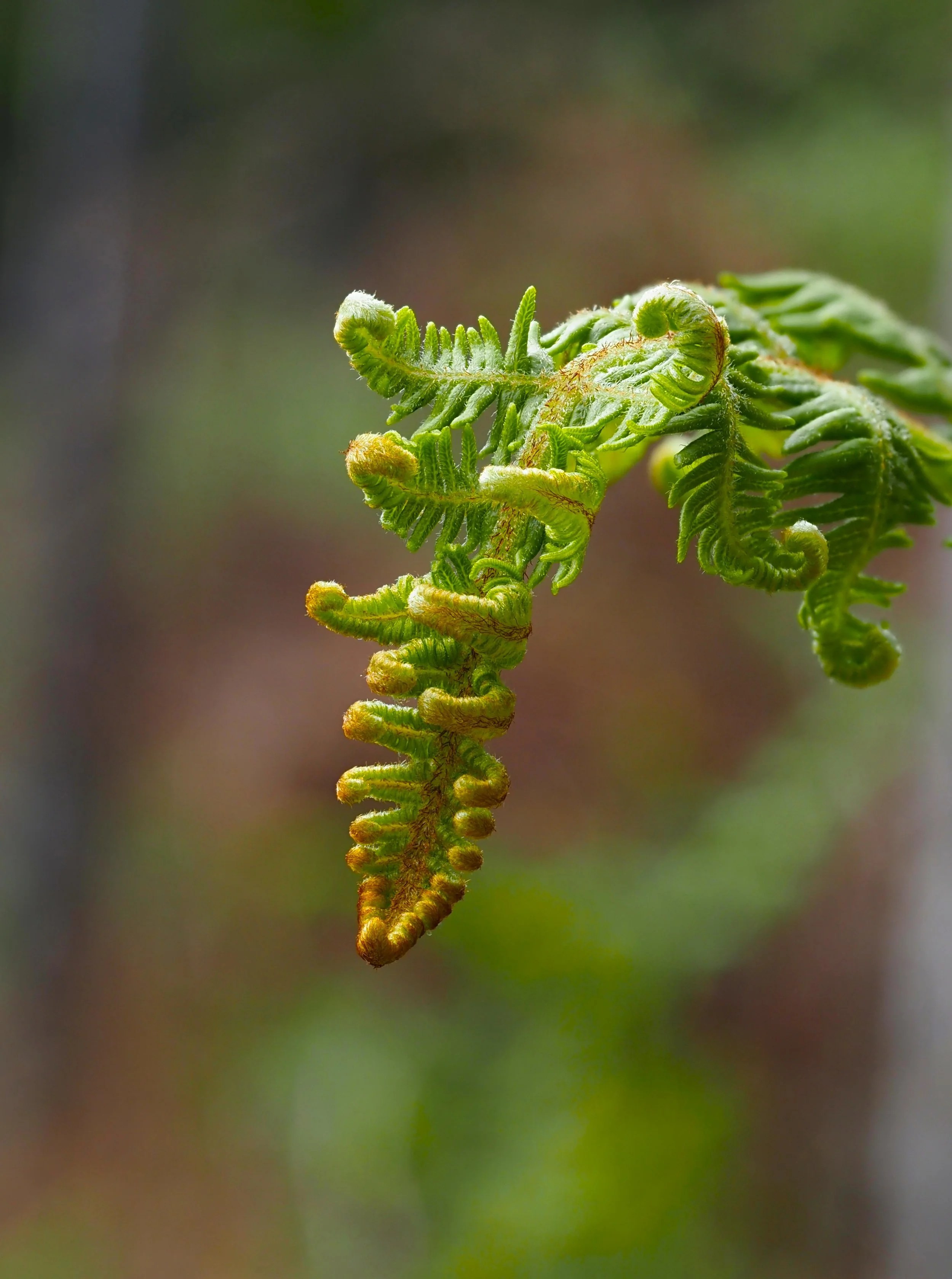 tendril 3 cropped.JPG