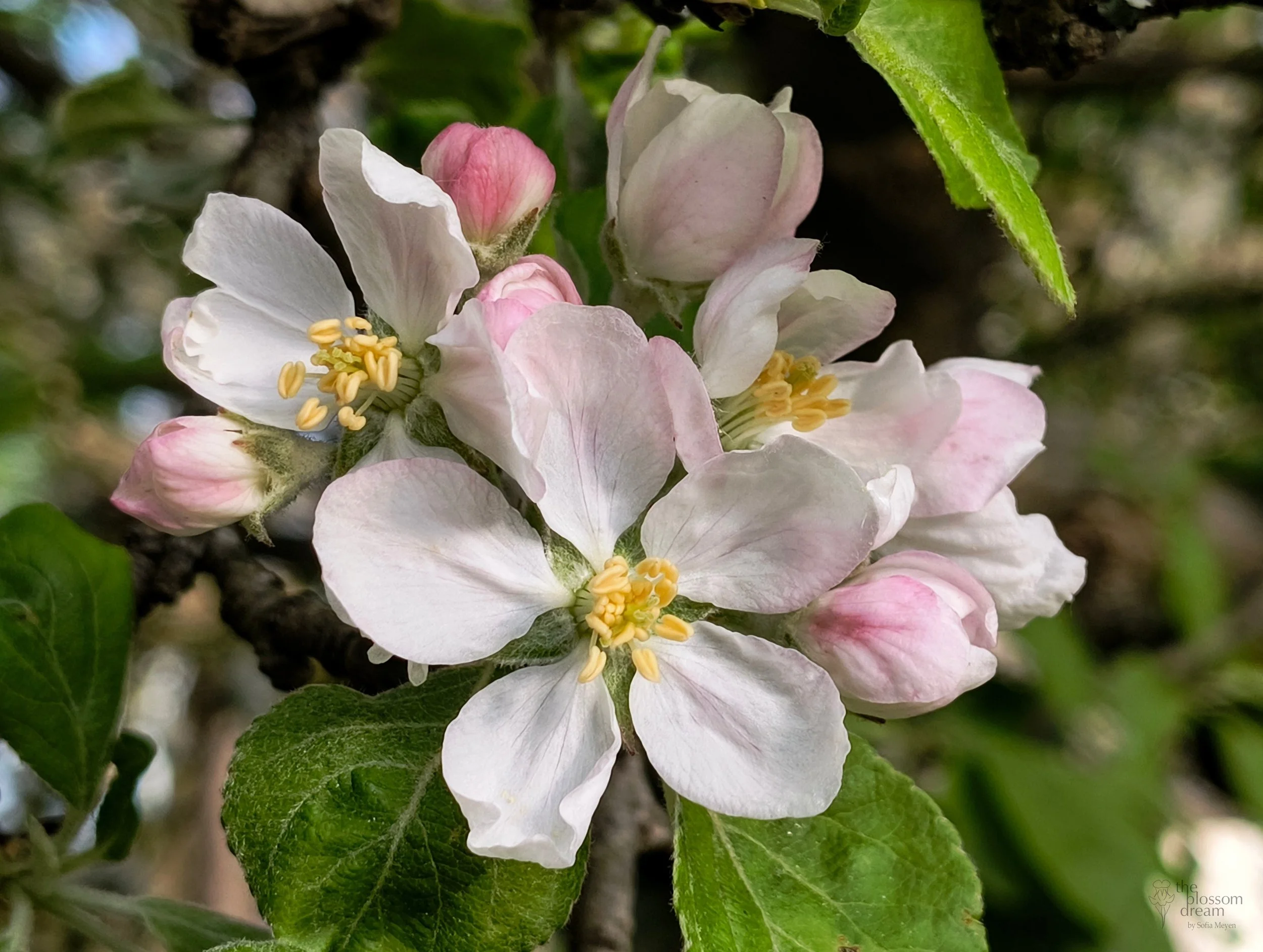 Apple - Malus pumila - Misaki