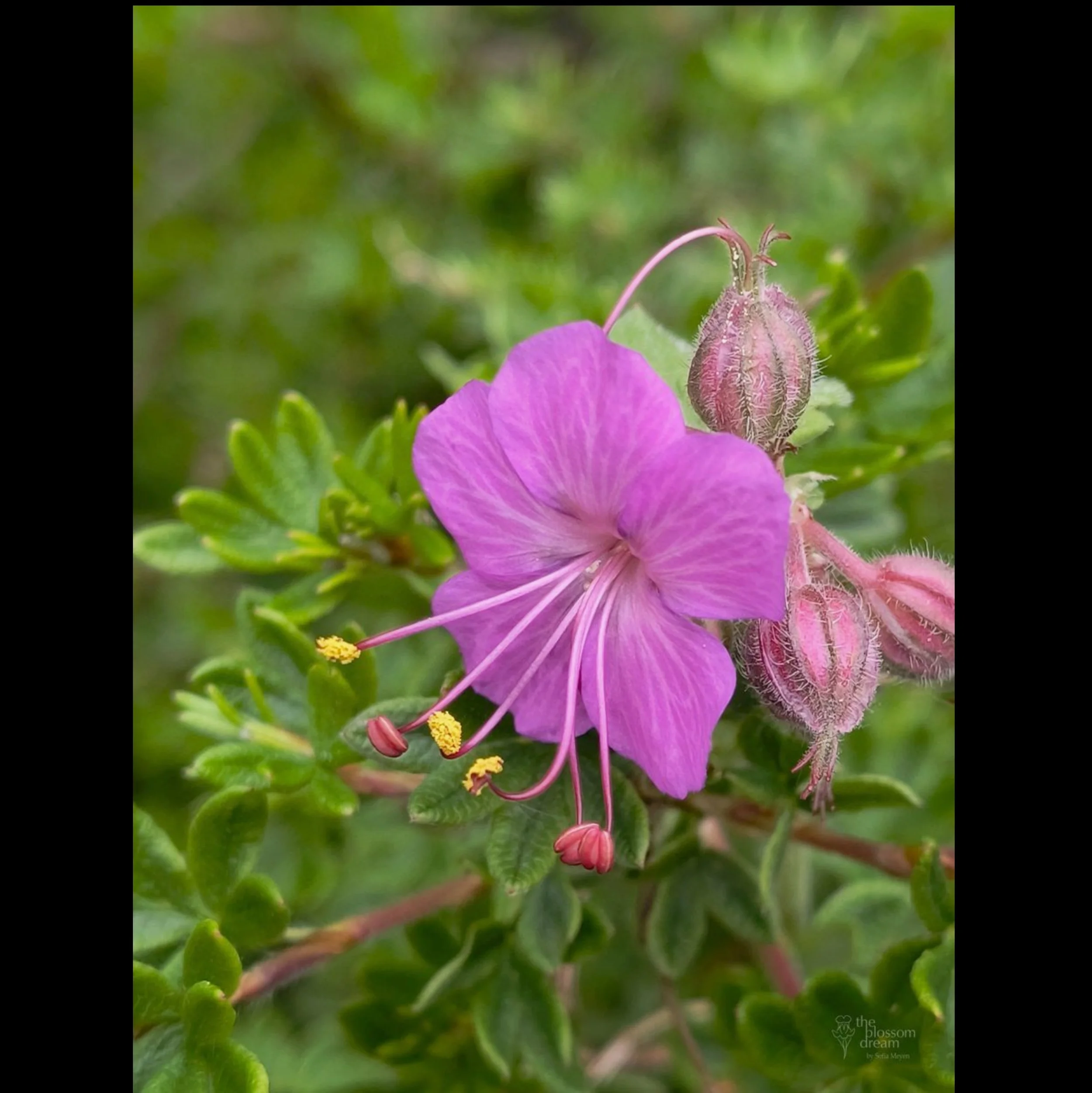 cranesbill_geranium_no_frame.jpg