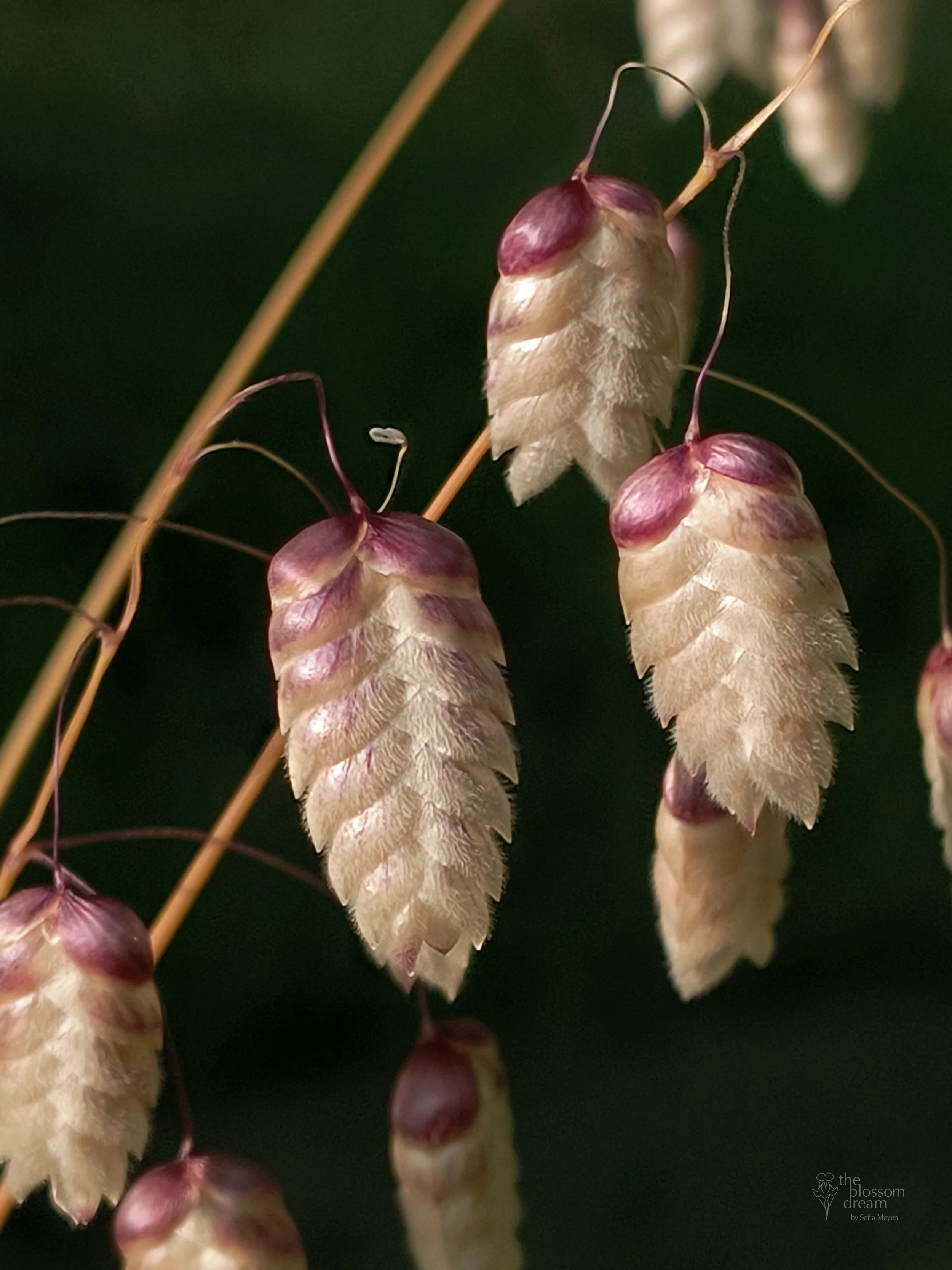 Greater Quaking Grass - Briza maxima - Isabella 12.6 logo.jpg