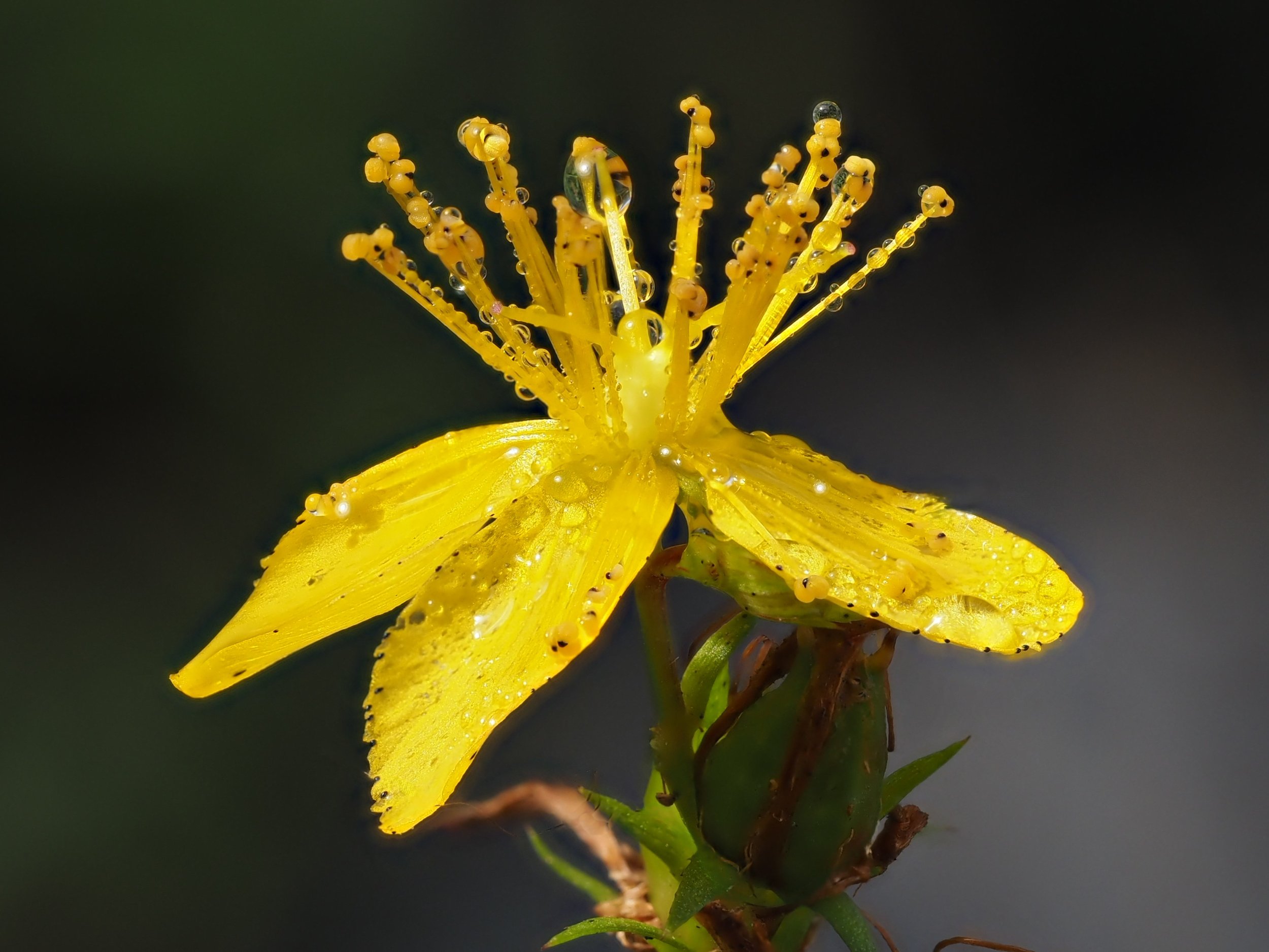 st johns wort repaired 2.JPG