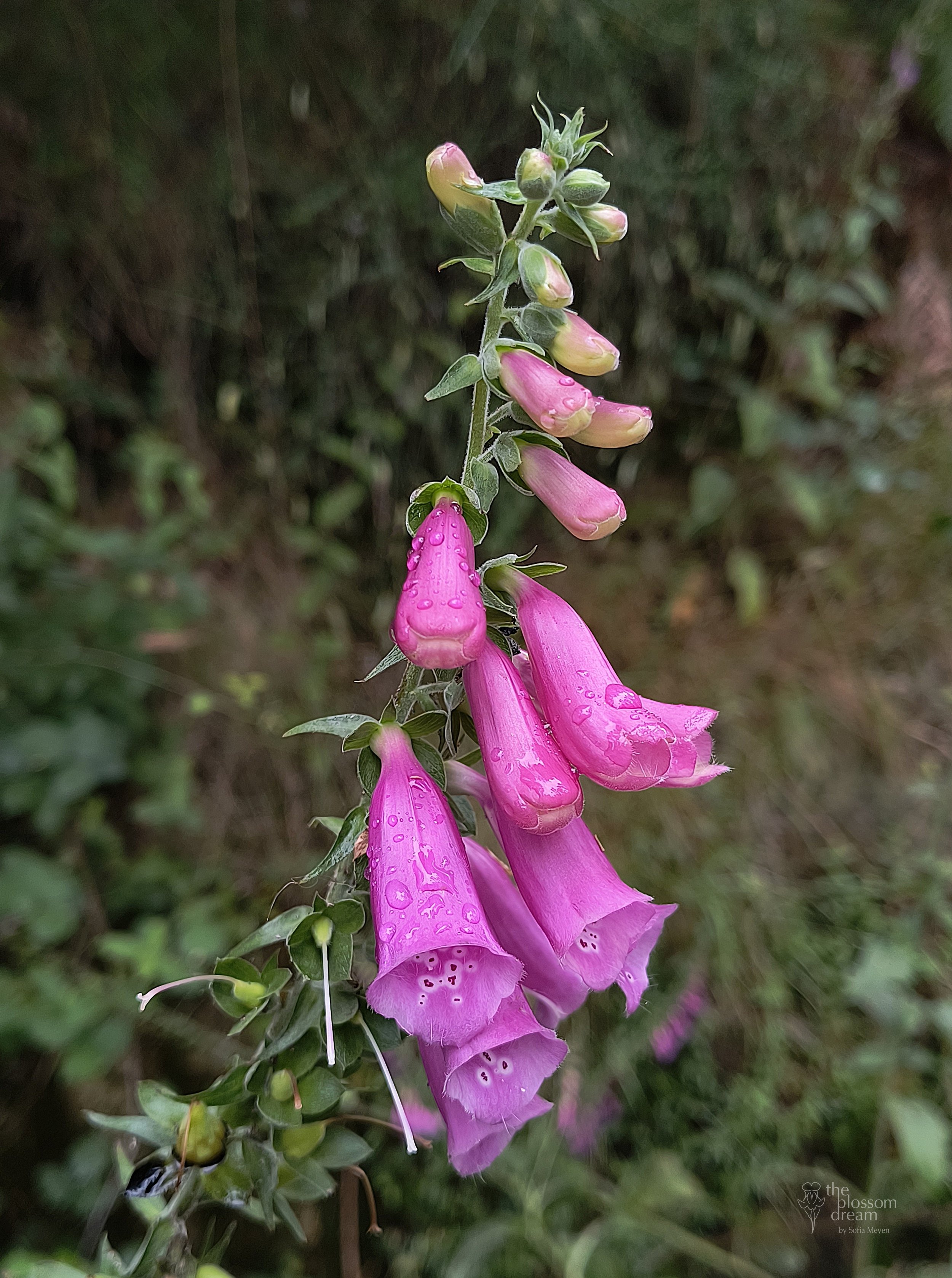 Foxglove - Digitalis purpurea - Bella logo.jpg
