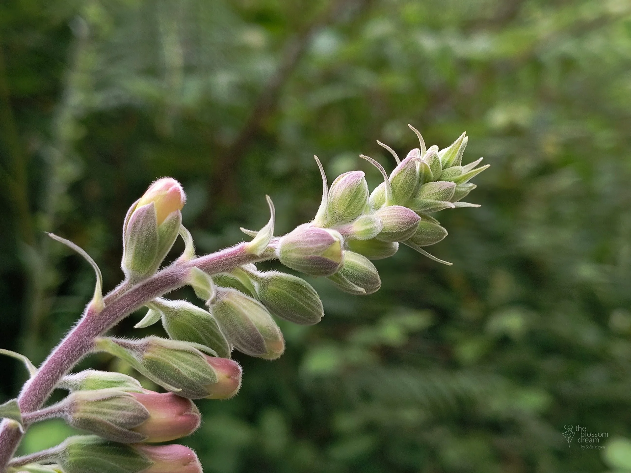 Foxglove - digitalis purpurea - Otrava 12.6 logo.jpg