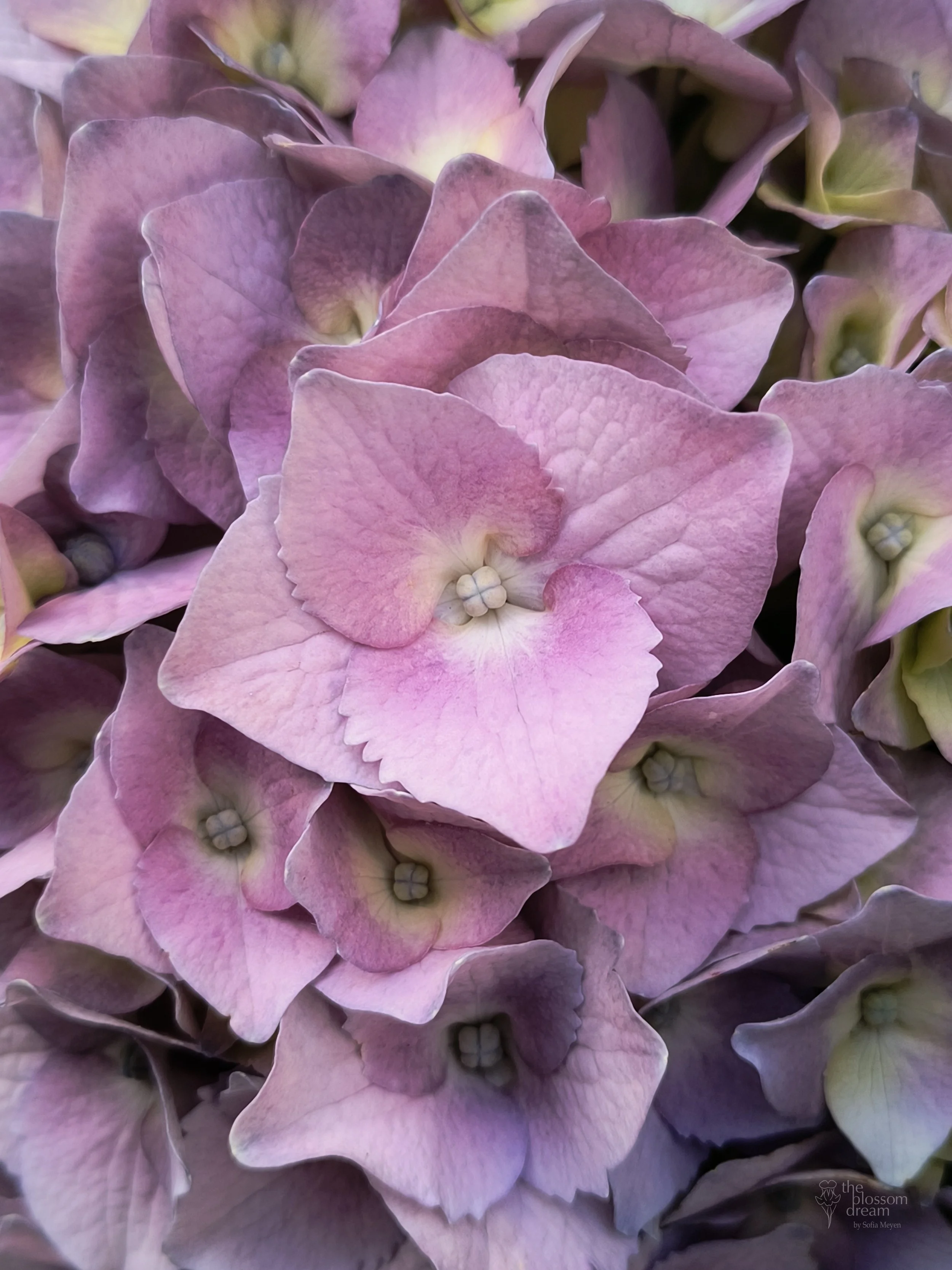 Hortensia - Hydragnea macrophylla - Sakura 12.6 clean logo.jpg