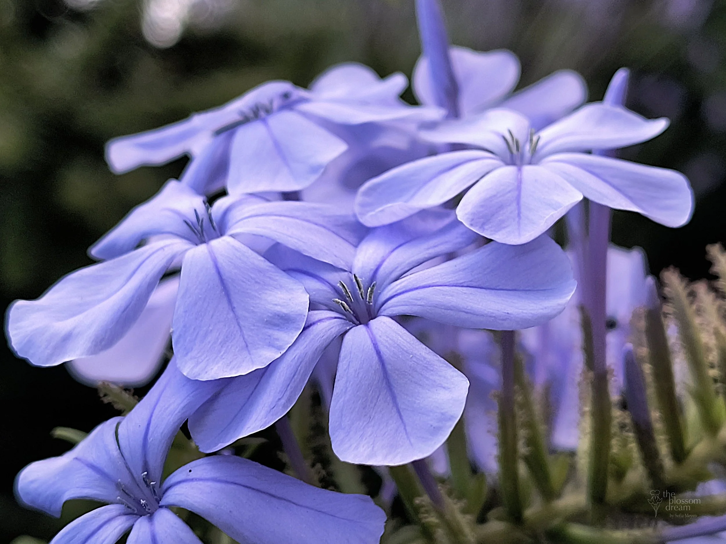 Sky Flower -plumbago auriculata - Delicata 12.6 sharpened logo.jpg