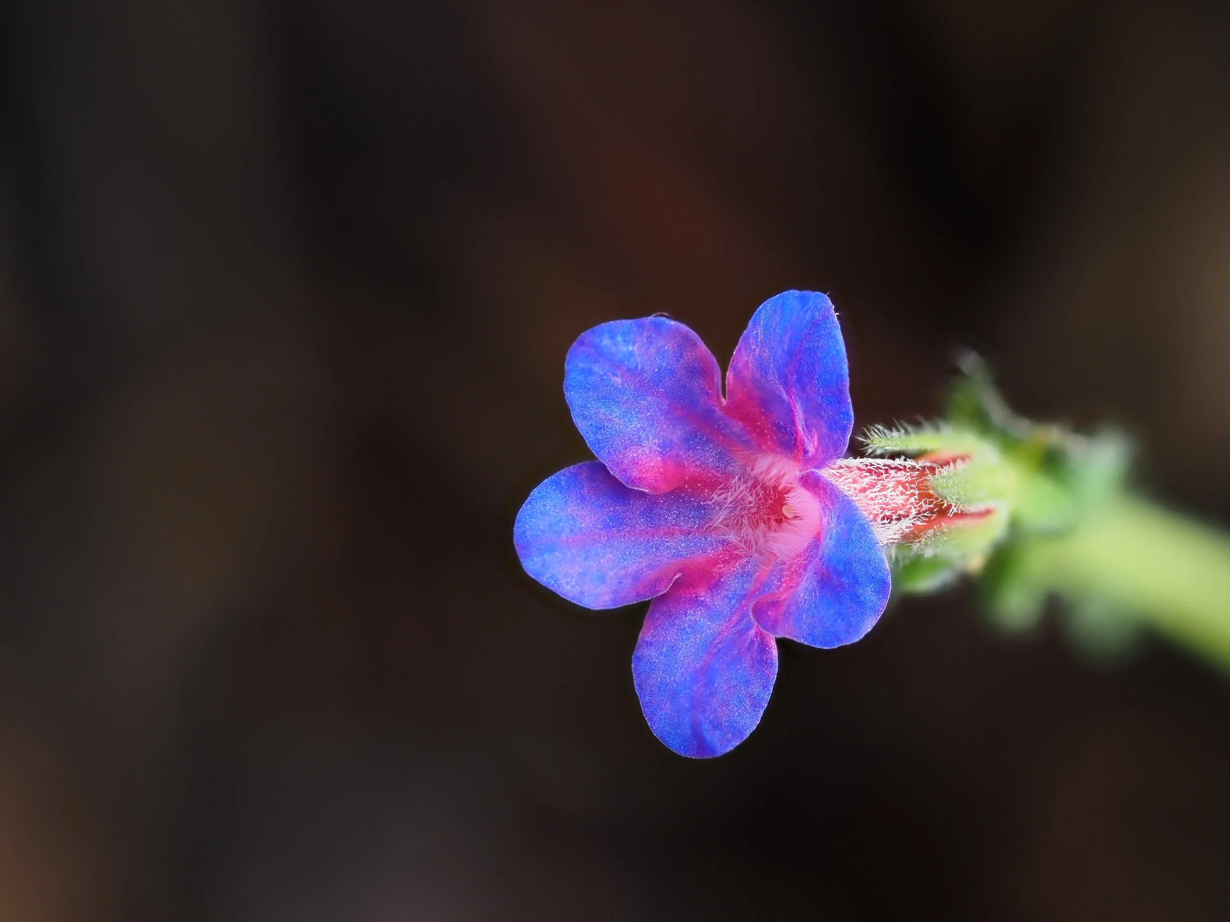 forget me not side angle.JPG