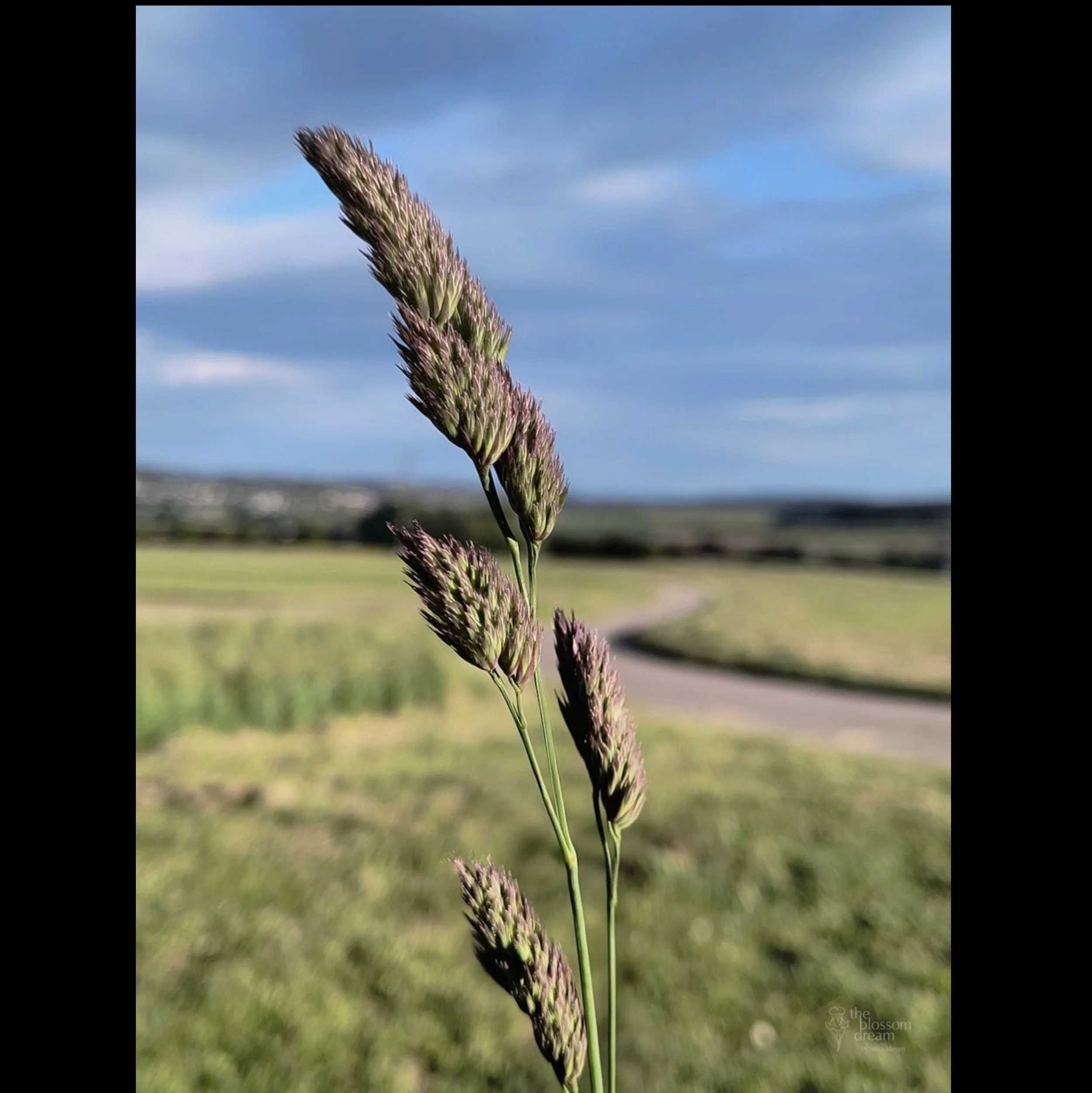 Reed Canarygrass - Phalaris arundinacea - Hans