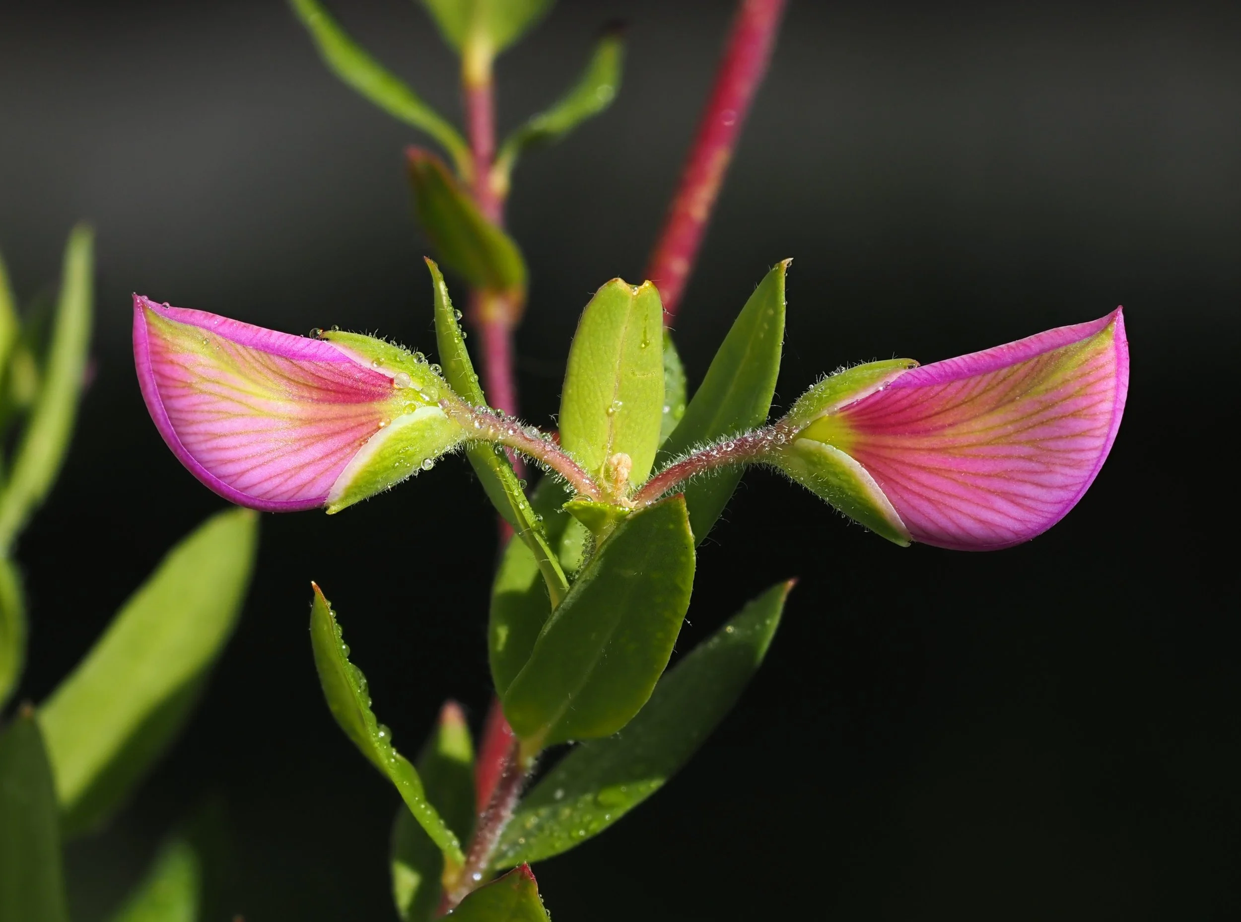 polygala dalmaisiana dbl horn crropped.JPG
