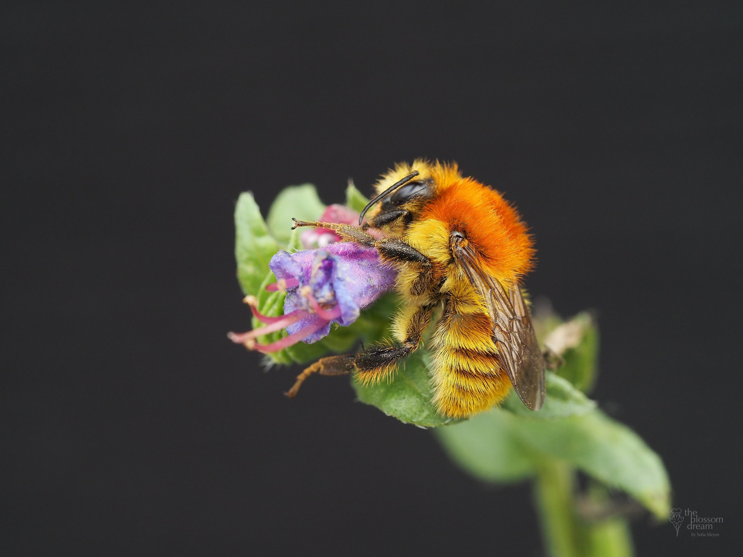Carder Bee - Bombus muscorum on blueweed- Echium Vulgare- Felma corrected logo.jpg