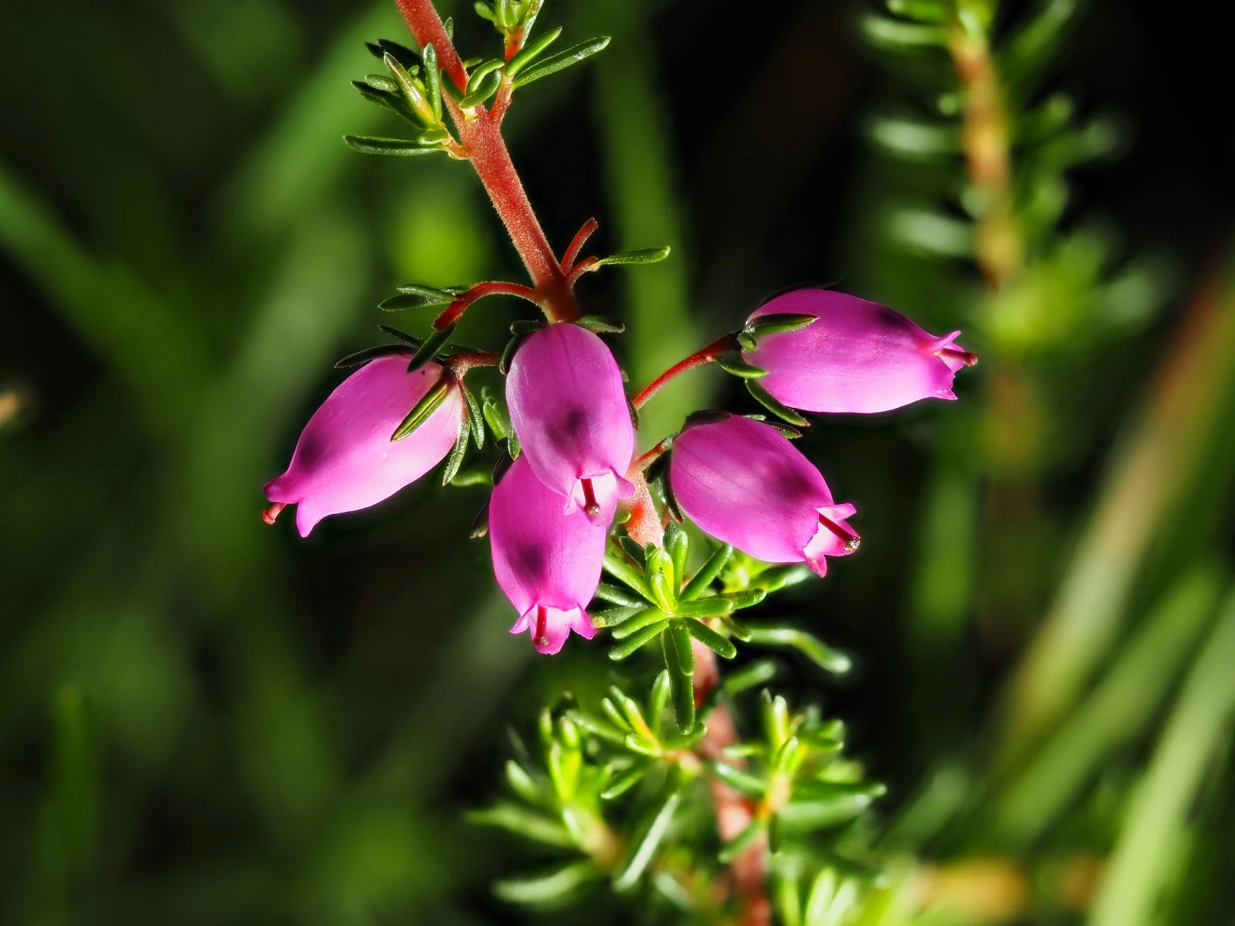 cropped pink bell.JPG