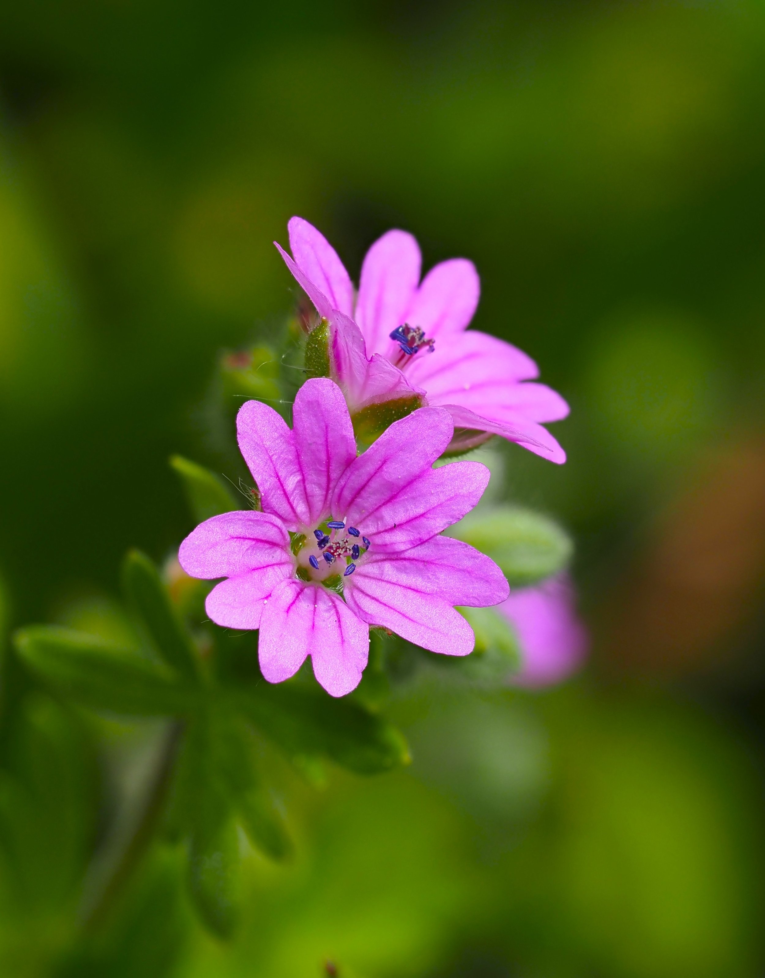 dovesfoot cranesbill cropped.JPG