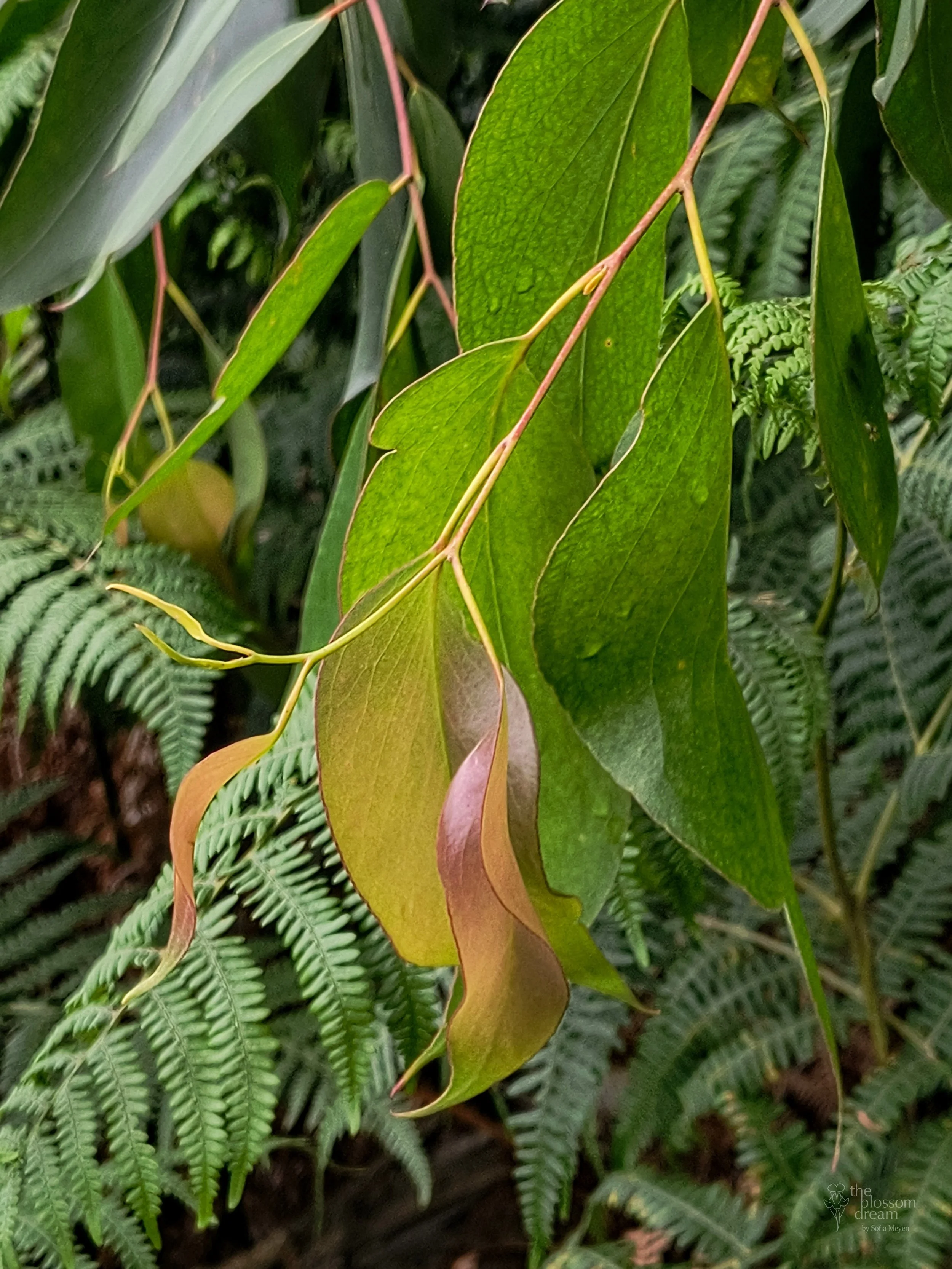 Tasmanian Oak - eucalyptus obliqua - Tess 12.6 logo.jpg