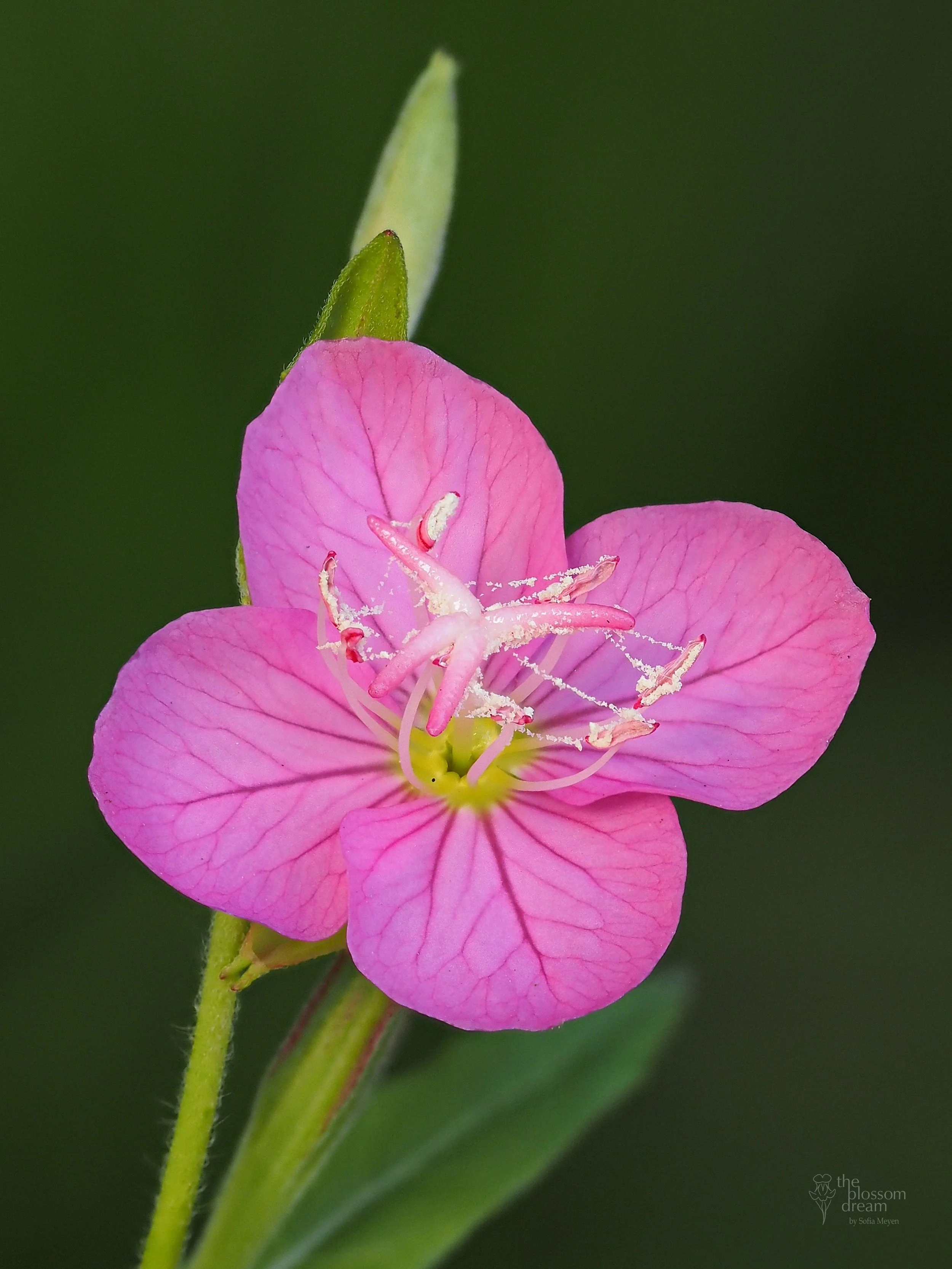 Rose Evening Primrose - Oenothera rosea - Ellen crop logo.jpg