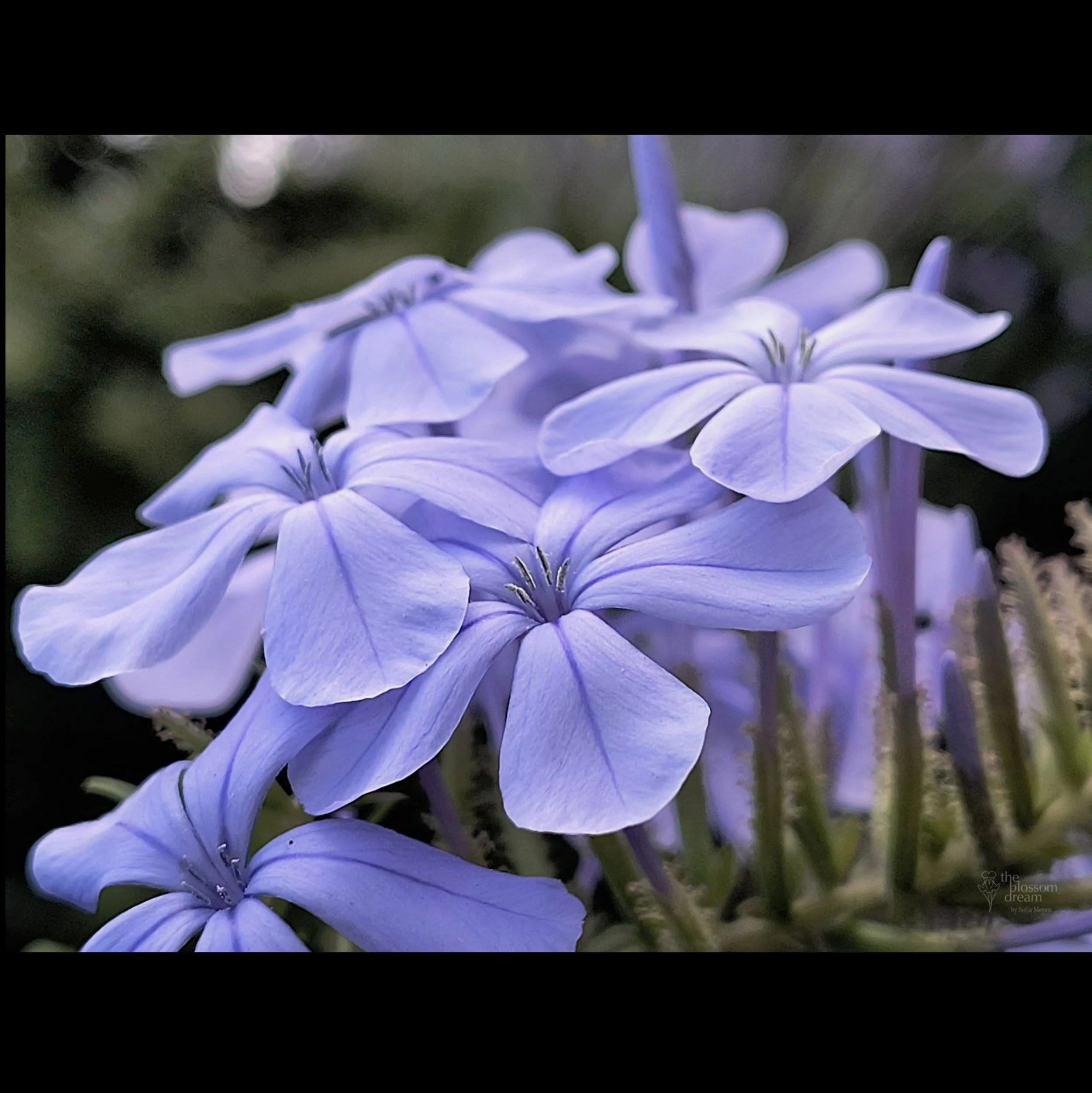 plumbago_no_frame.jpg