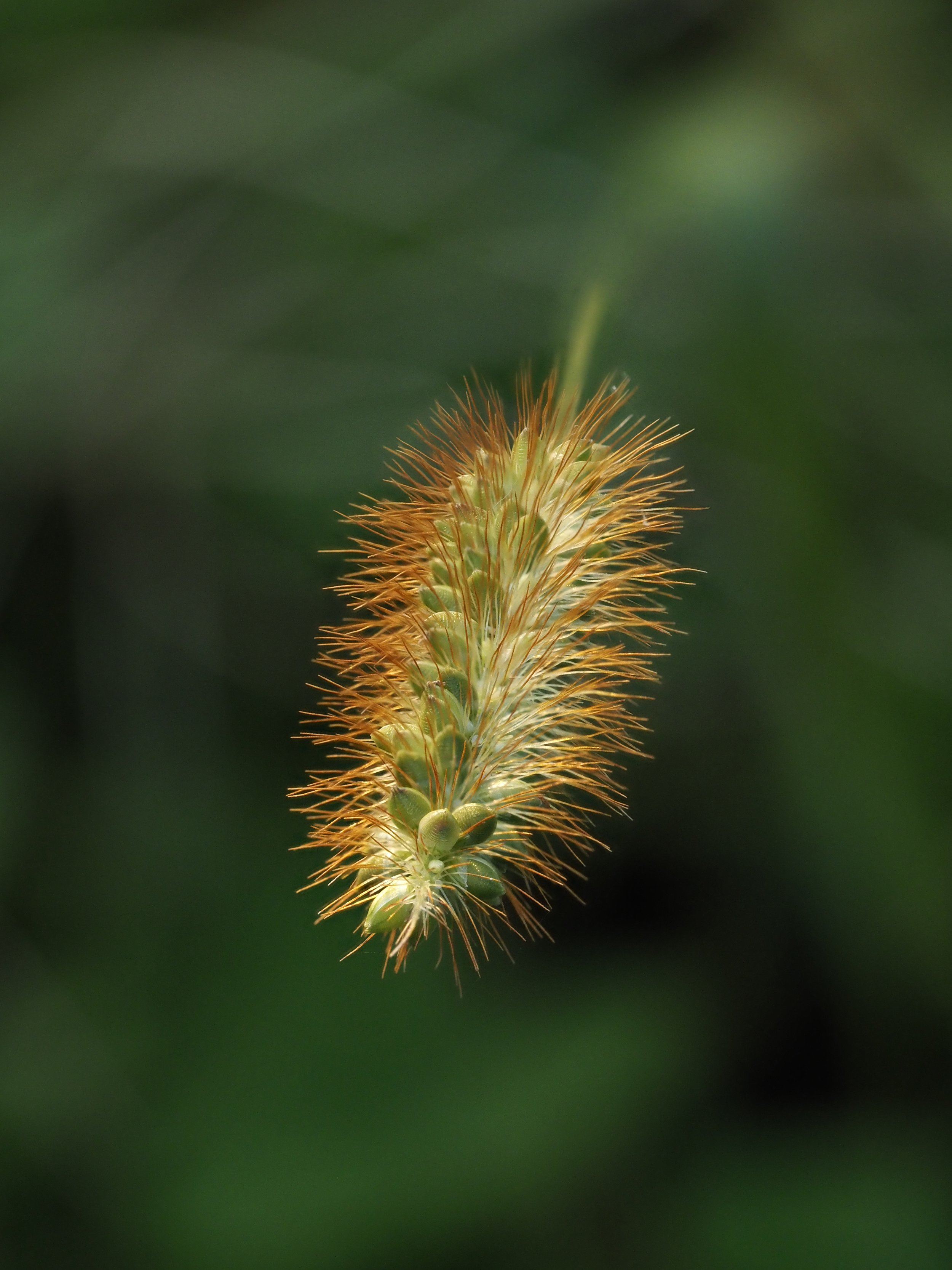 grain backlit angle.JPG