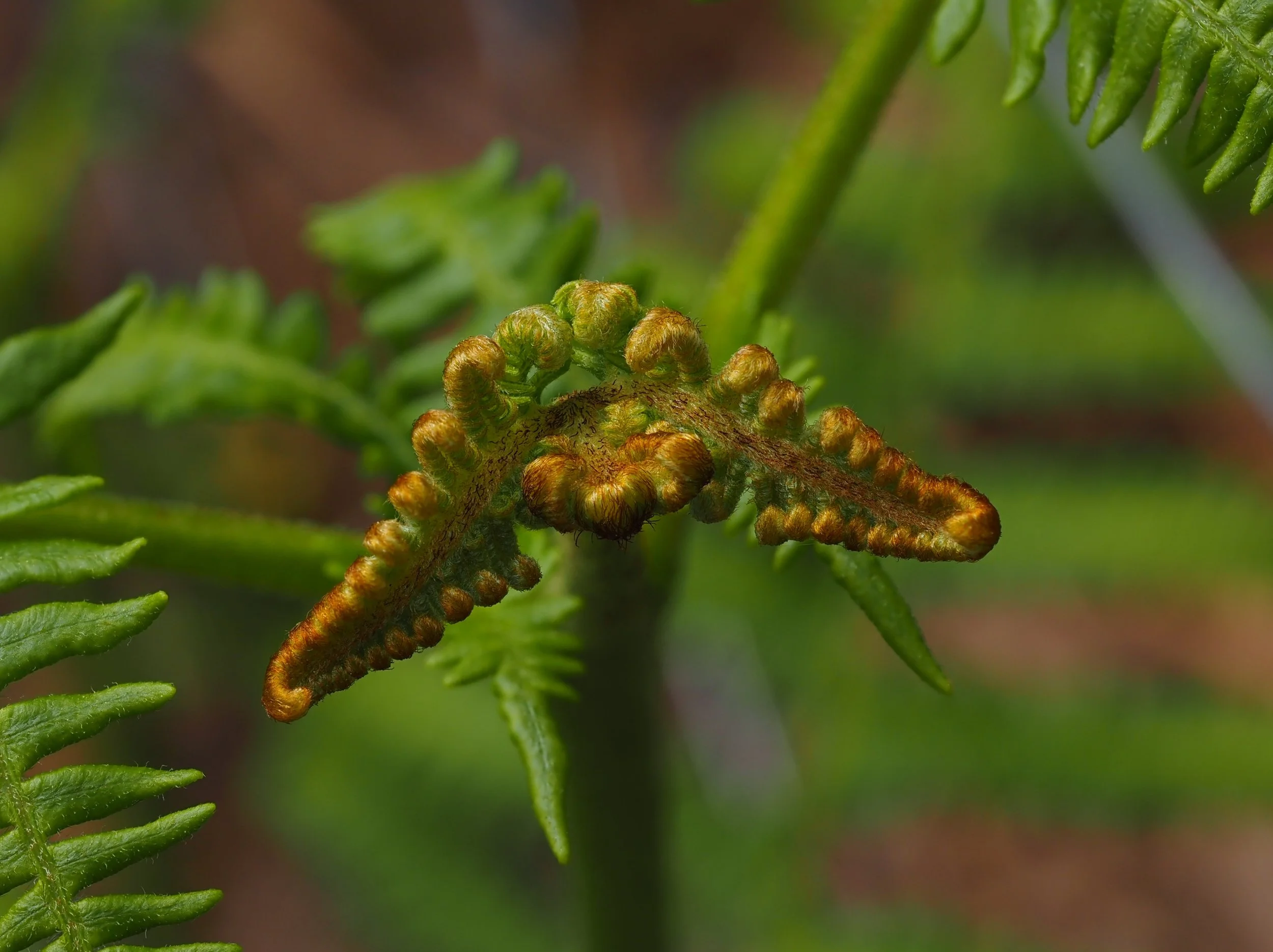 fern cropped.JPG