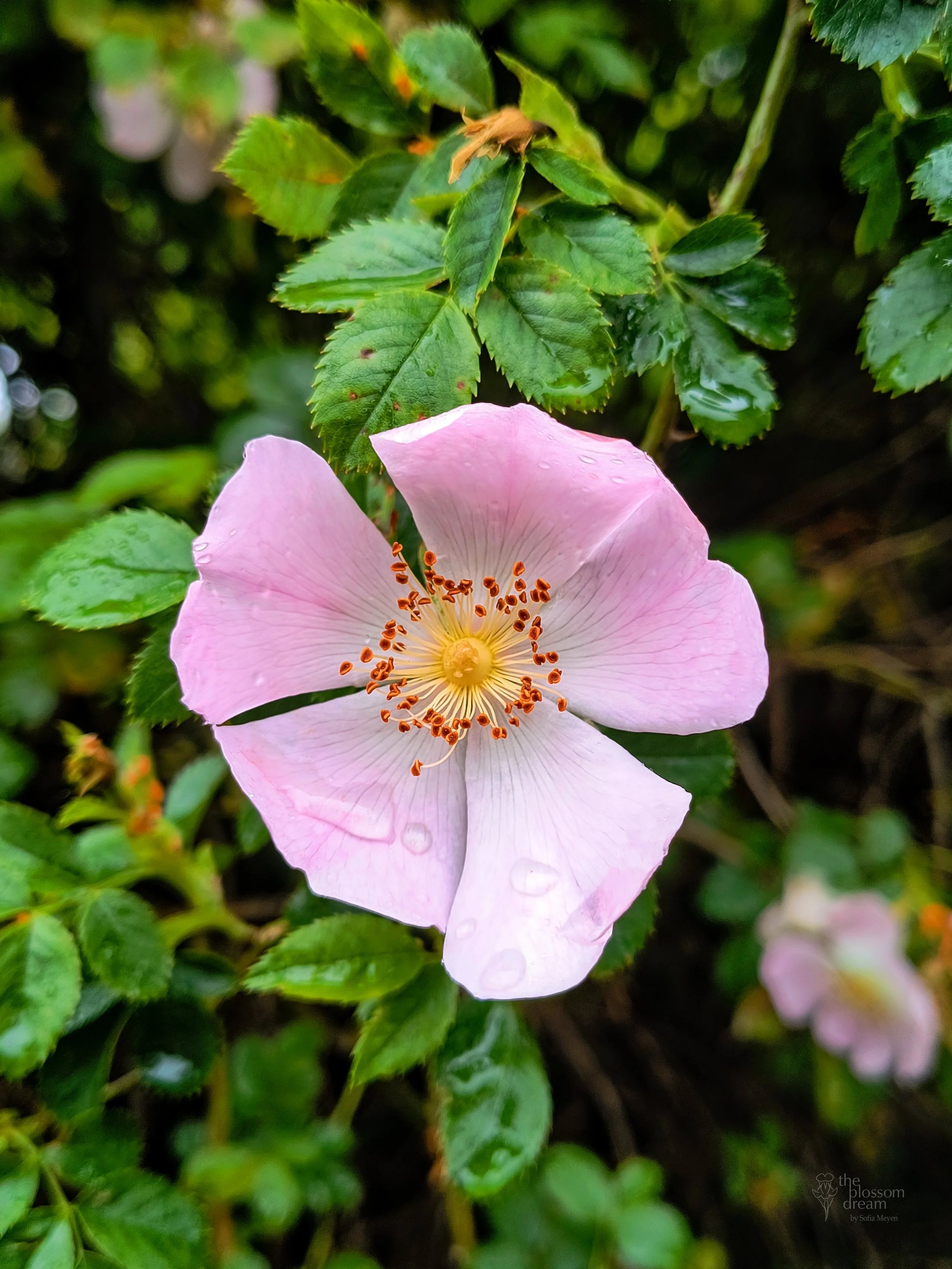 Dog Rose - Rosa canina - Valentina 12.6 logo.jpg