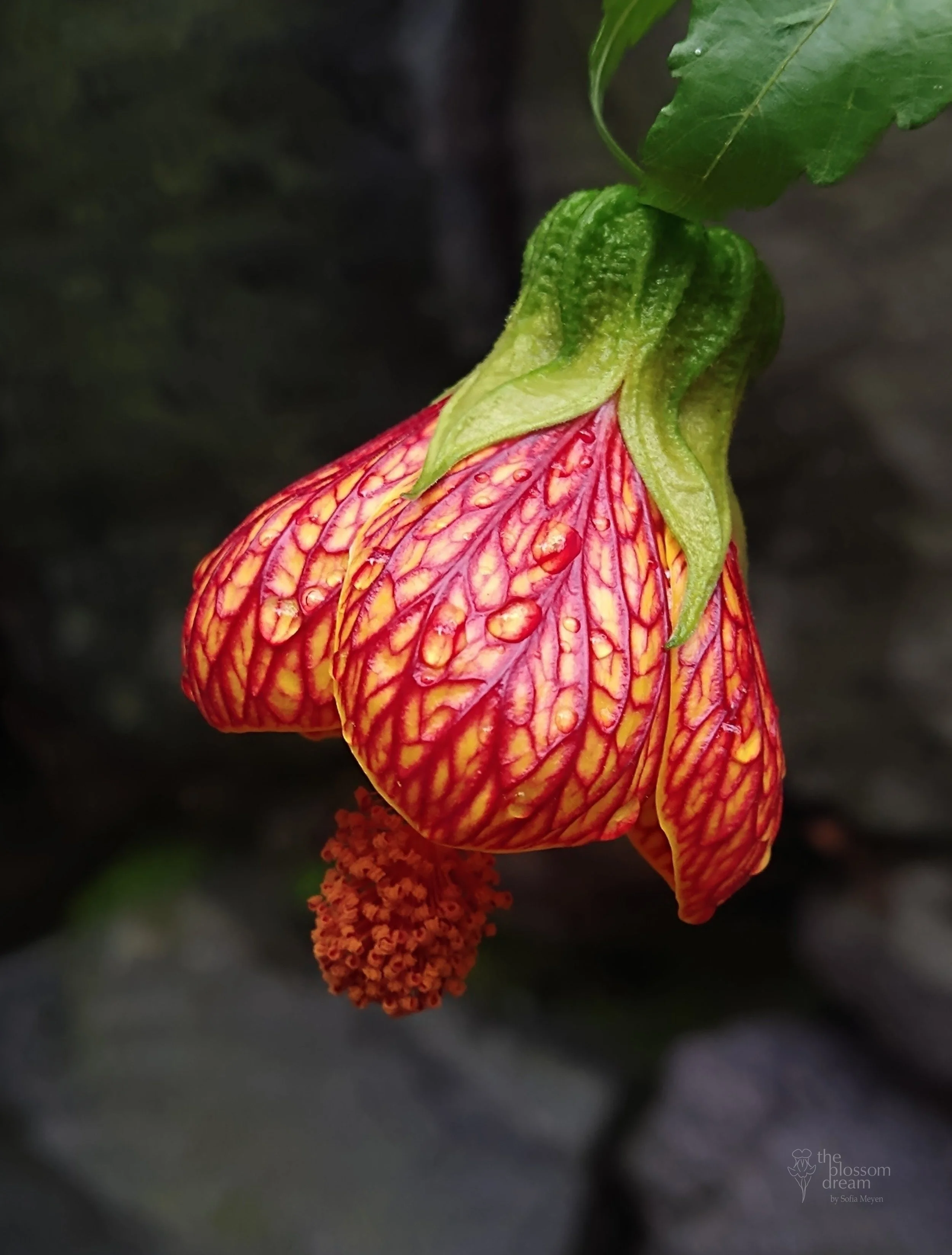 Bell Hibiscus - Abutilon pictum - Belle cropped logo.jpg
