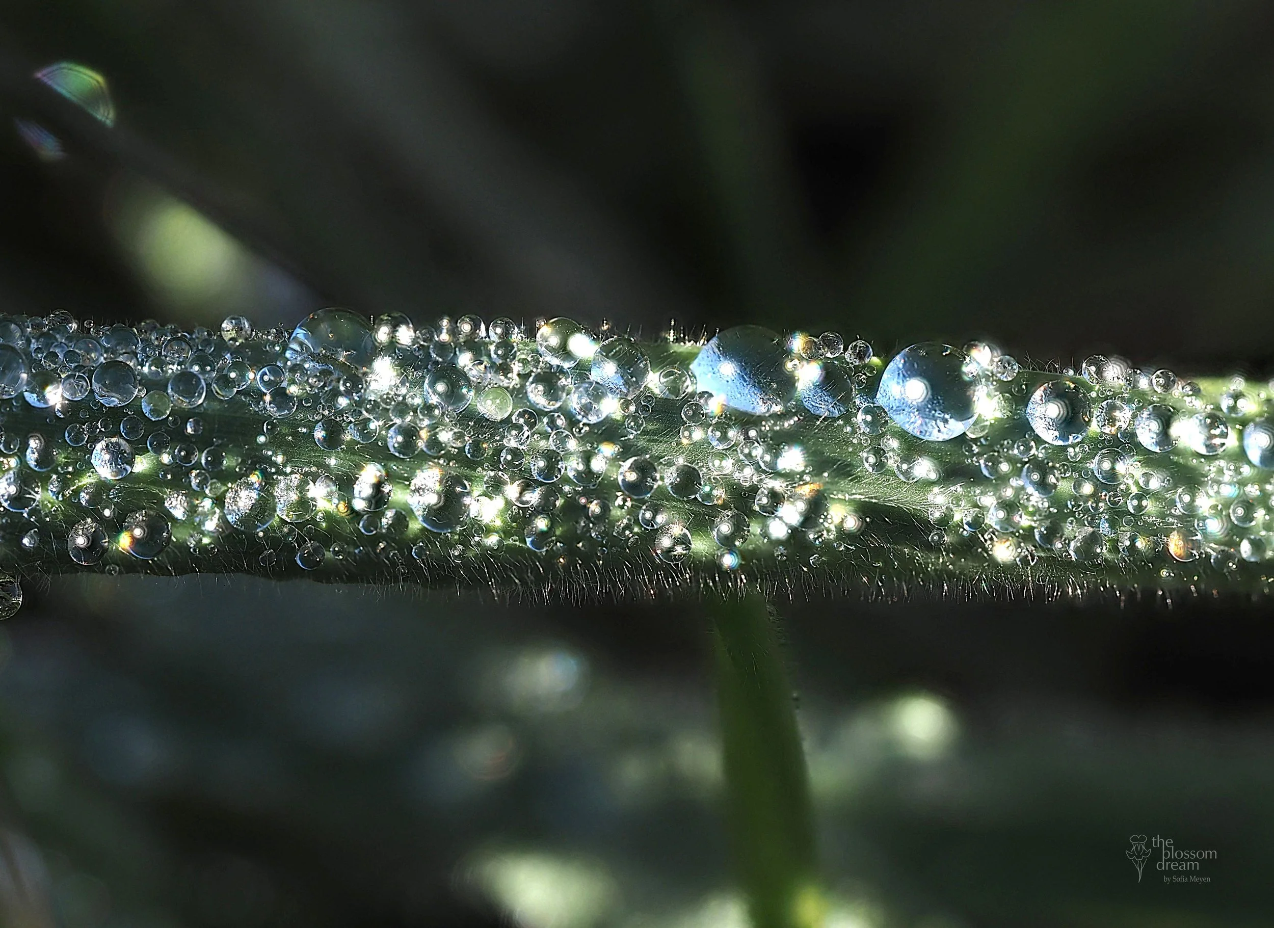 Yorkshire Fog - Holcus lanatus - Jacki crop logo.jpg