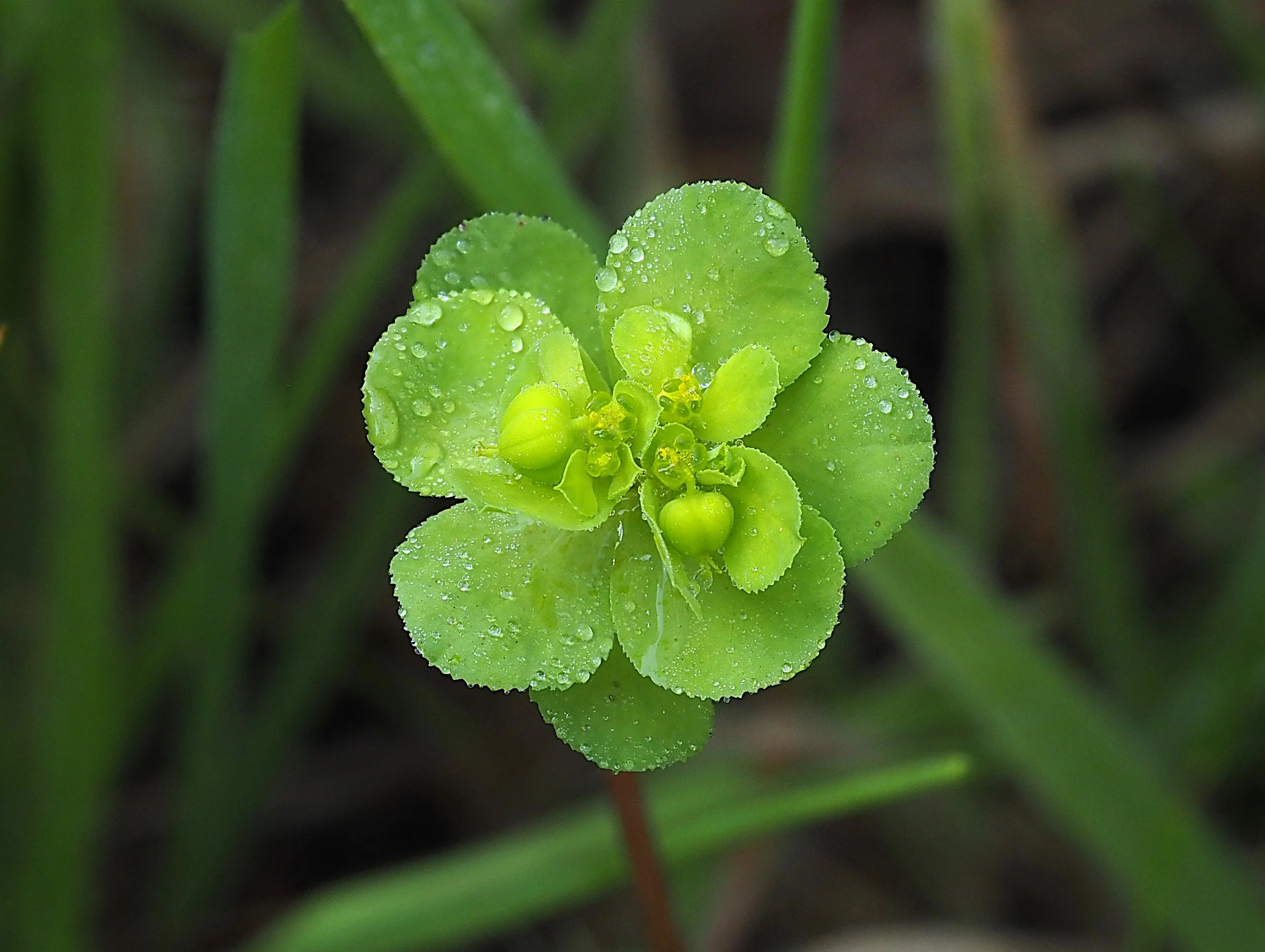 euphorbia cookie cropped.JPG