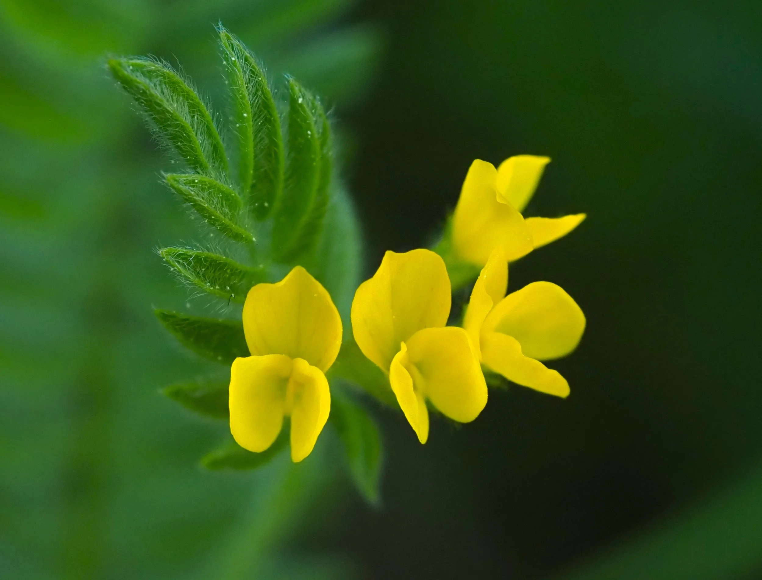 tiny 3 bird toad flax nearly cropped.JPG