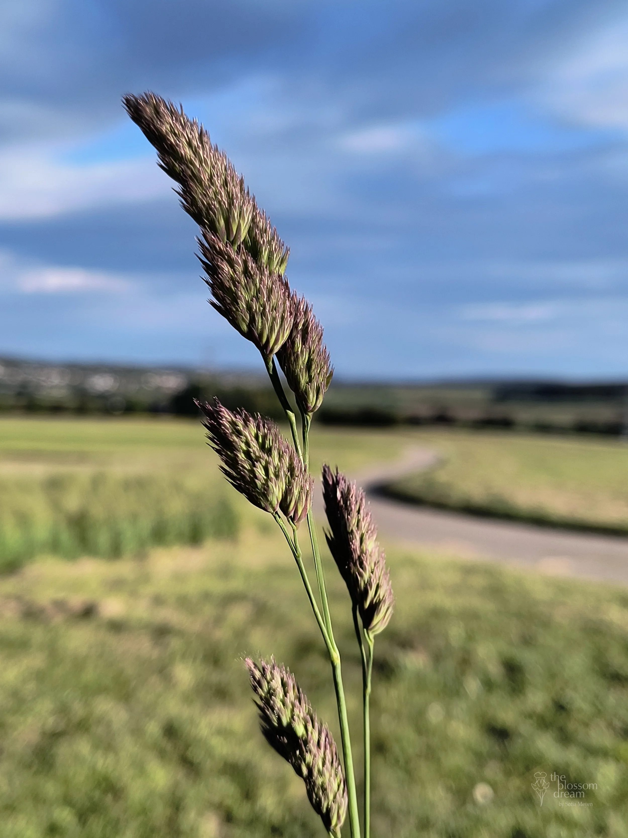 Reed Canarygrass - Phalaris arundinacea - Hans