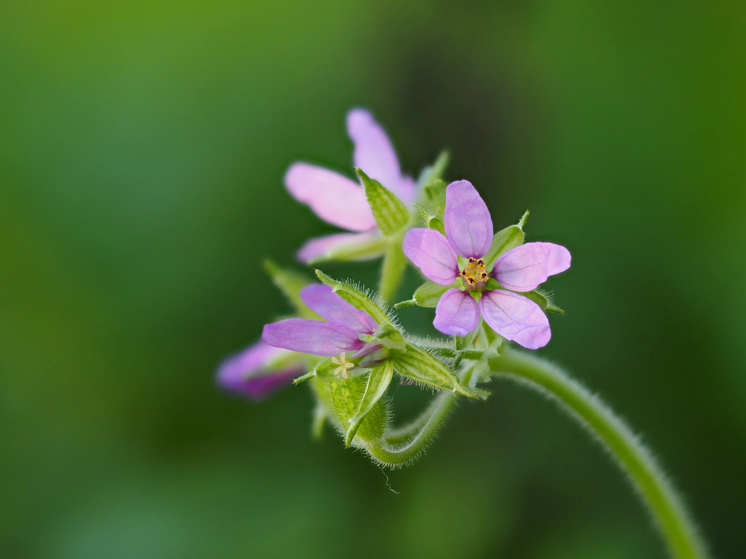 tiny pink curve stem.JPG