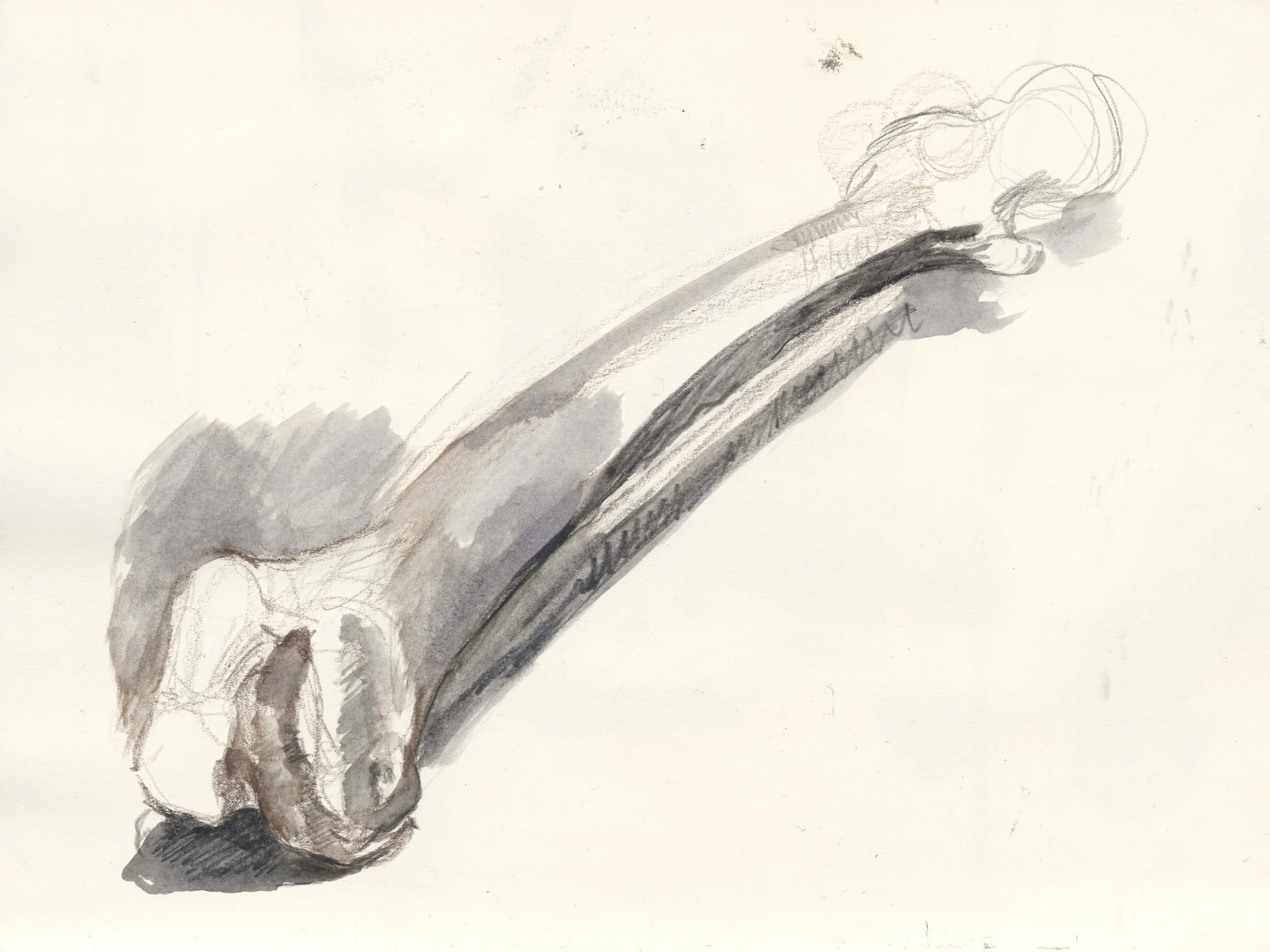 Aquarelle and Ecoline on Paper.