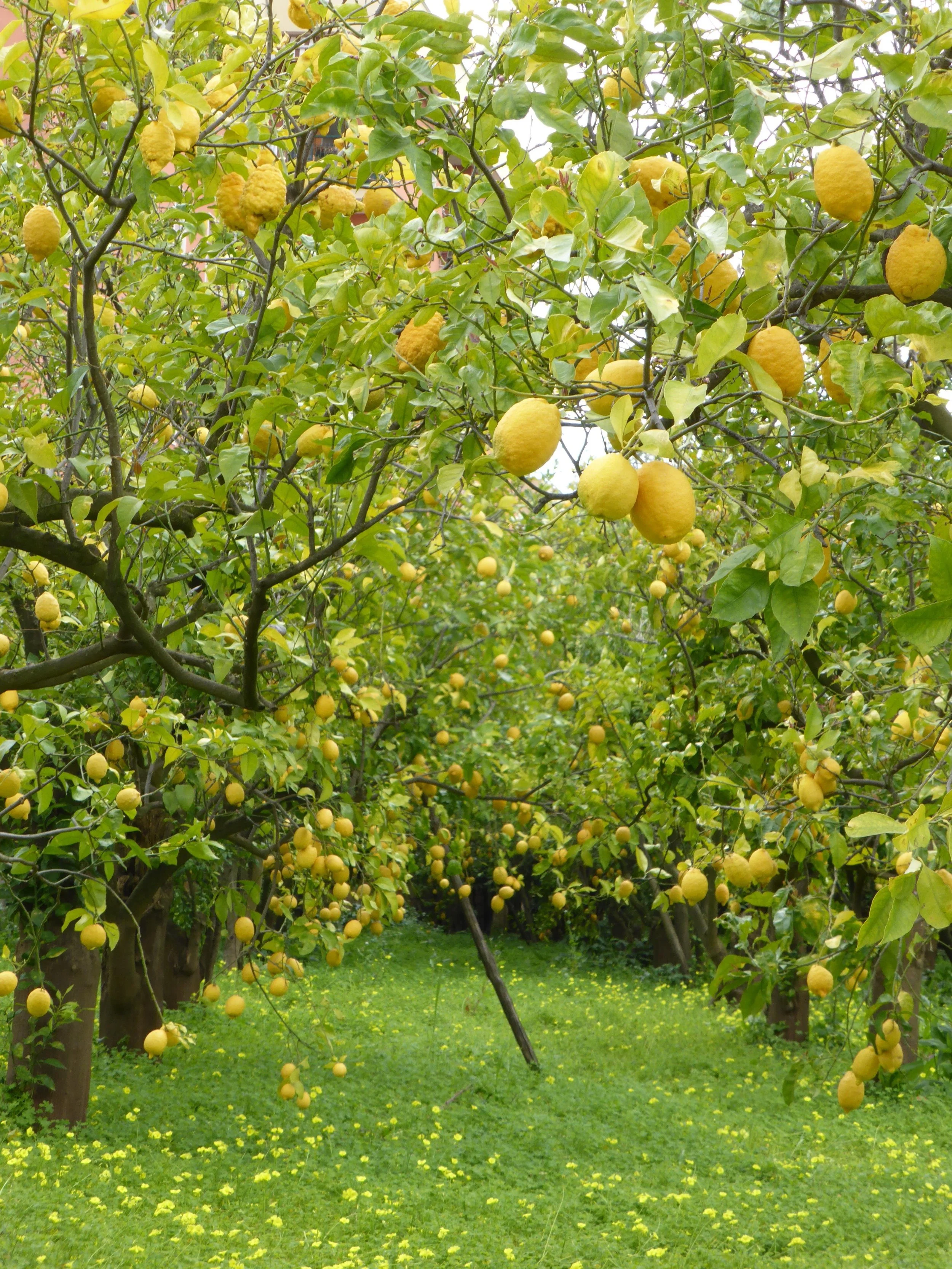 Sorrento Lemon Trees
