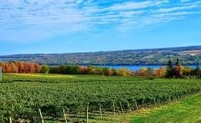 A scenic landscape of a vineyard with rows of grapevines, green fields, trees with fall foliage, a river, and a horizon of rolling hills under a partly cloudy sky.
