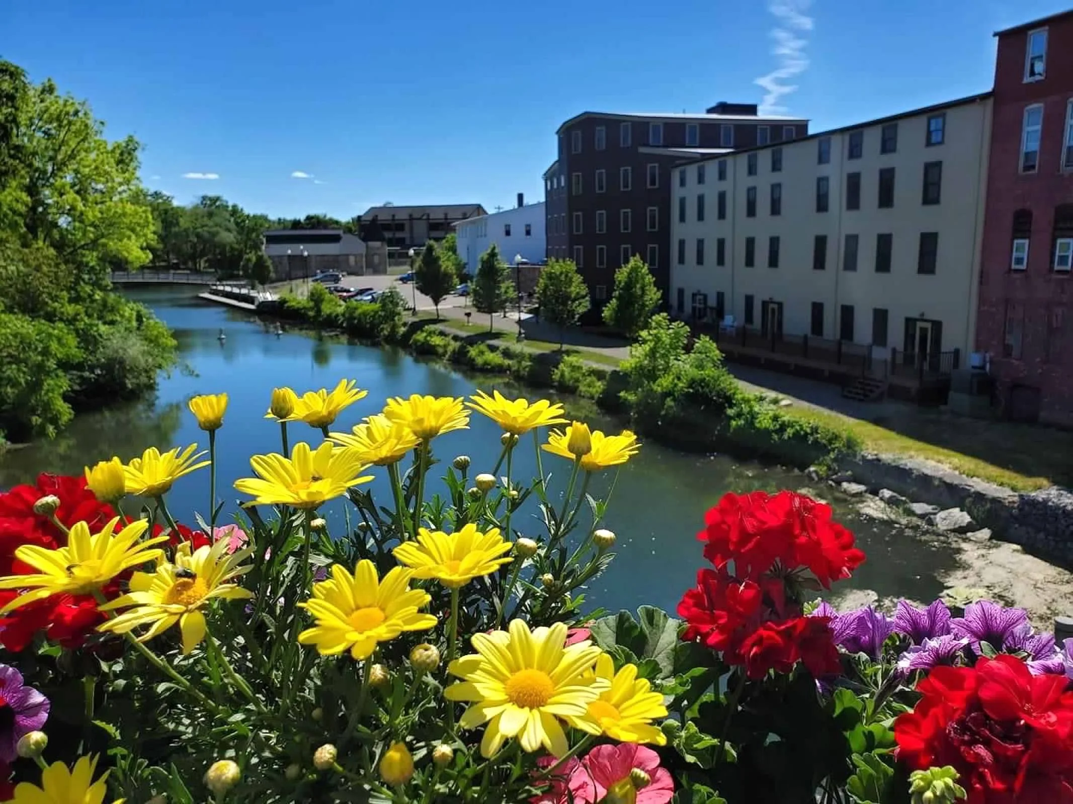 Colorful flowers, including yellow daisies, red geraniums, and purple petunias, in the foreground with a river, trees, and modern buildings under a clear blue sky in the background.