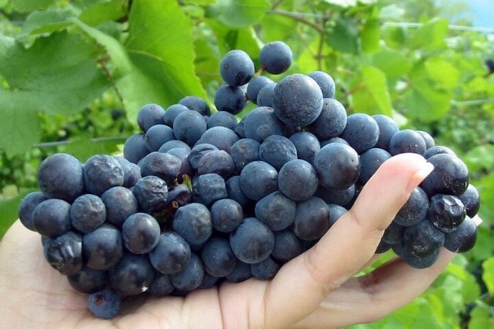 Hand holding a bunch of ripe dark purple grapes with green grapevines in the background.
