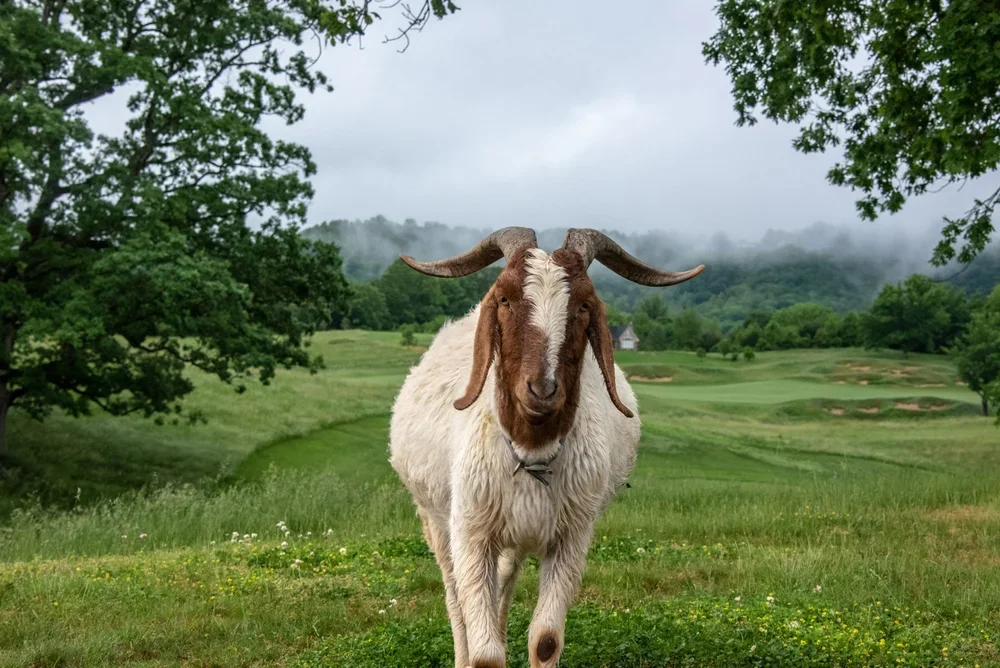 BH-Goat-DSC_0656.webp