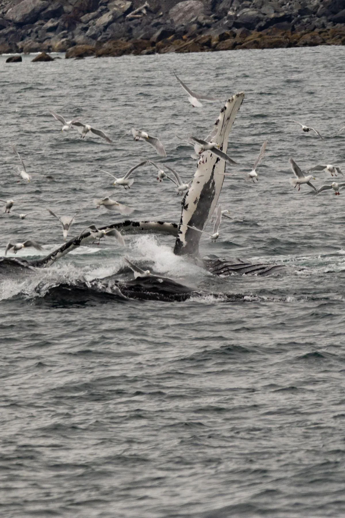 A humpback whale, breaching the water with seagulls flying around it in the ocean in Seward Alaska