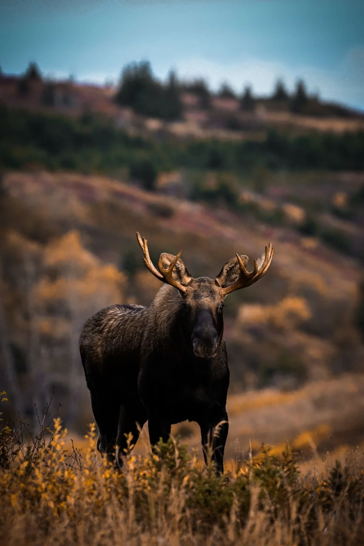 A moose standing in a field of yellow and orange foliage with a blurred landscape of hills and trees in the background in Alaska