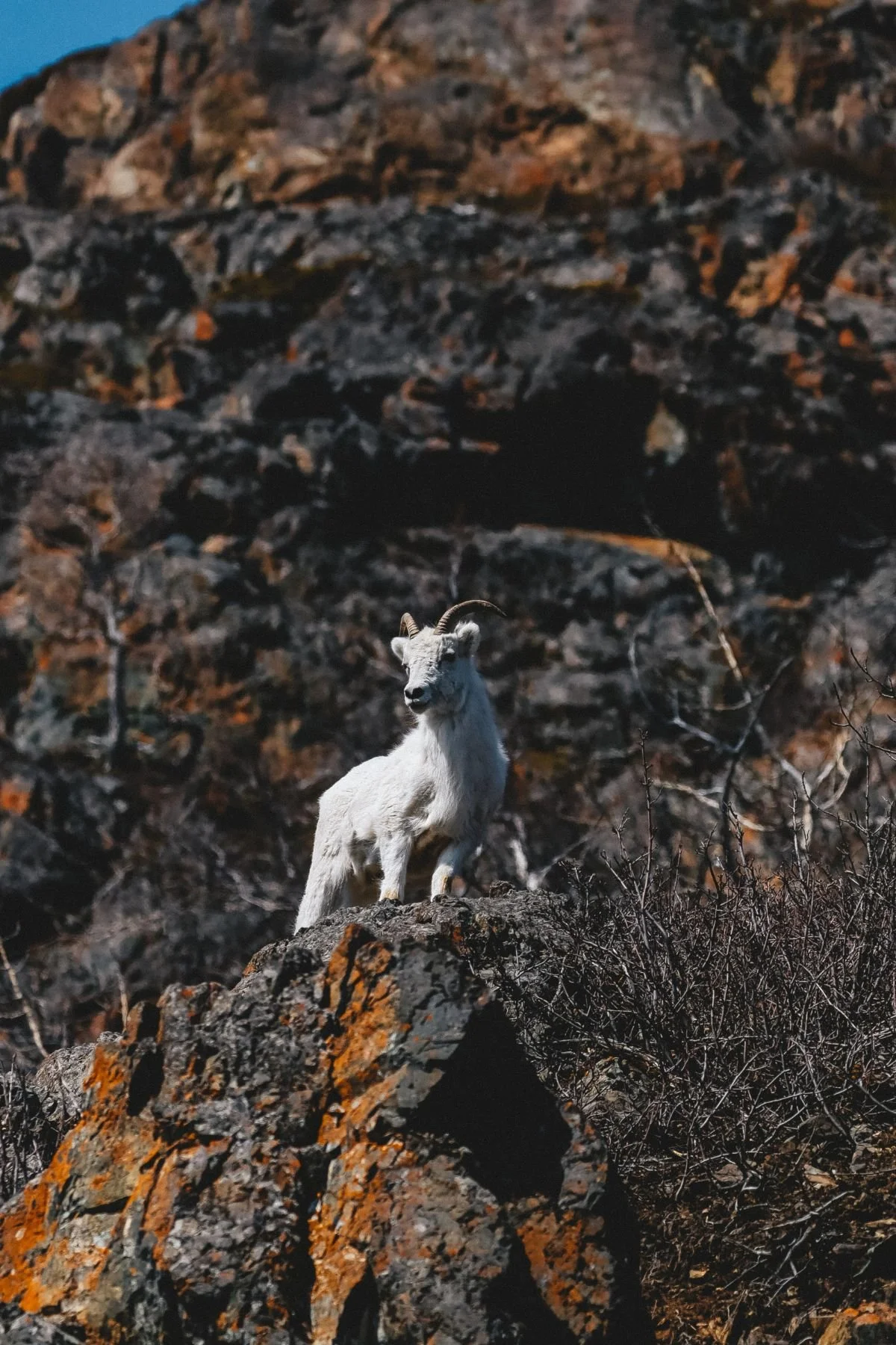 A dall sheep standing on rocky terrain with a rugged background in Alaska